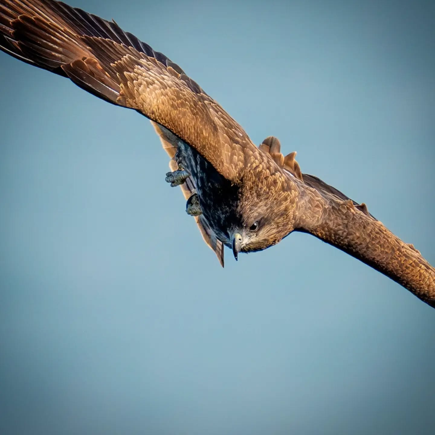 Such steely focus ... A Black Kite searching for prey over Hong Kong waters
#nikon #birdsofasia #birdphotography #hongkong