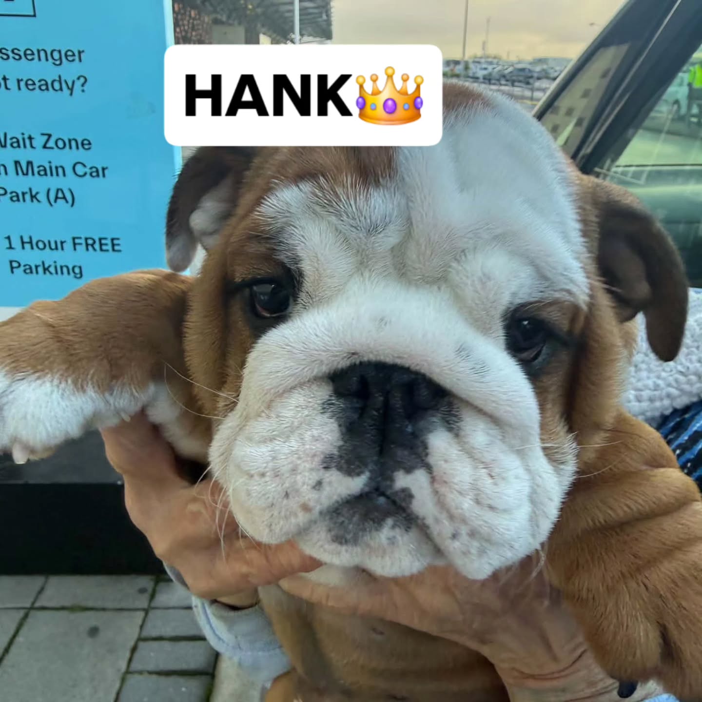 Two little squishys Hank and Alaska traveled to Invercargill and Christchurch today and Mr Jack flew to Melbourne 🐾
Happy Monday☕️
#bulldogs #bulldogpuppy #petstoaustralia #hamiltonpettransport