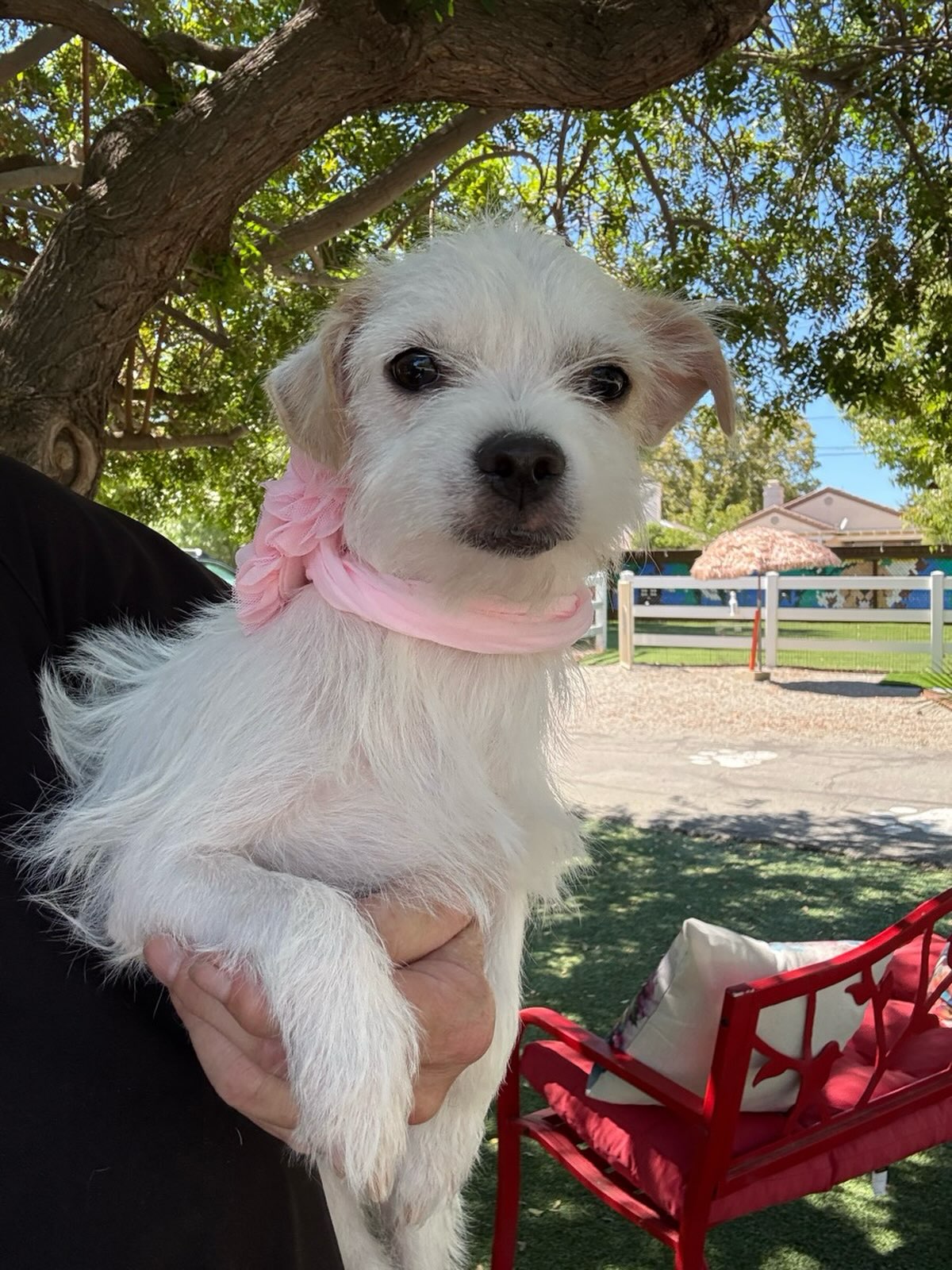 This is Clara Grace. She is a 5 month old Maltese - Terrier mix. She is very friendly.