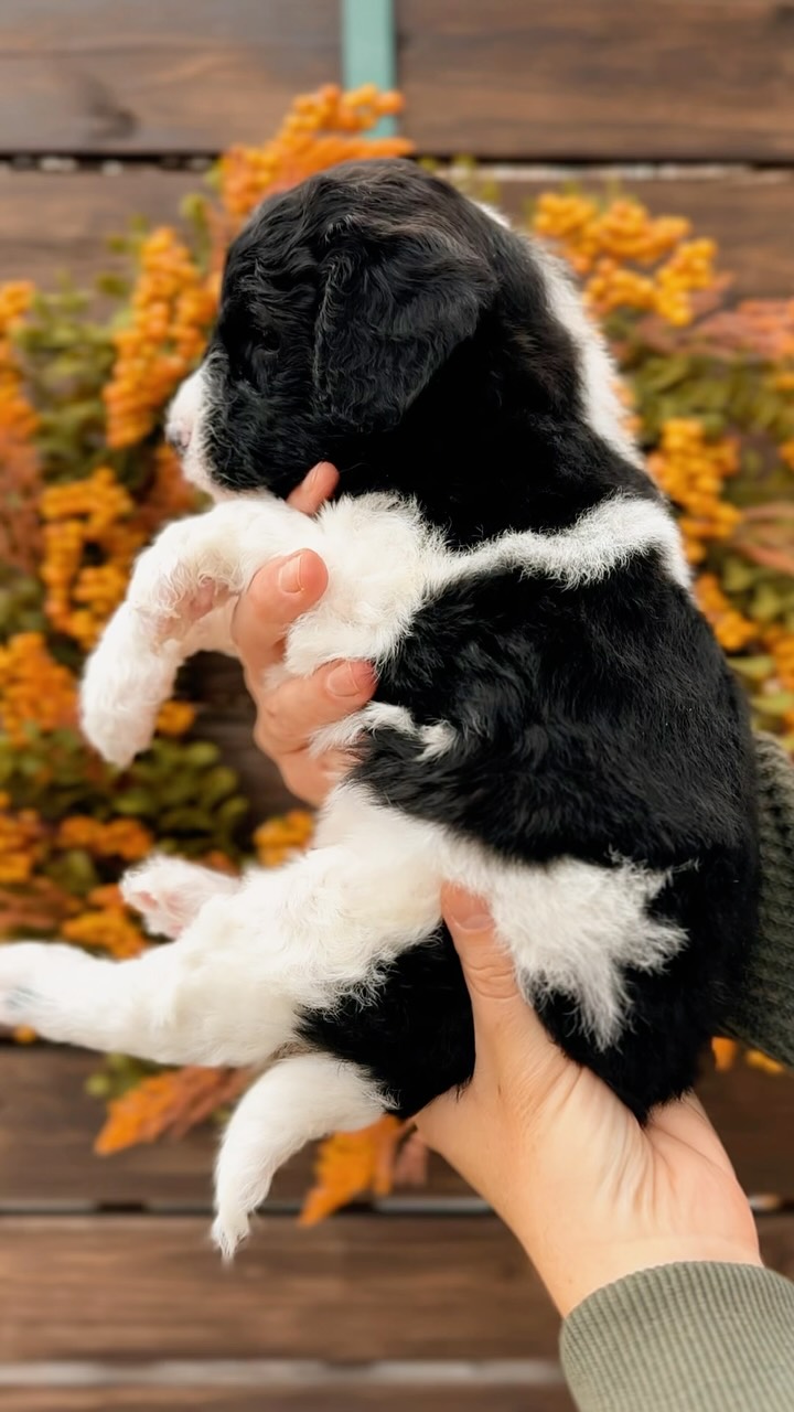 The Sunny-side Breakfast Crew says good morning 🌤️
Wishing you all a lovely Saturday 🍂🐶✨
••••••••••••••
🏡 Homing: October 22nd
🐾 Size: 20-30lbs (Mini)
🐕🦺 Breed: Multigen Aussiedoodles
💌 Availability is limited! Apply (and learn more about our
process + pups) at RockyLegendDoodles.com