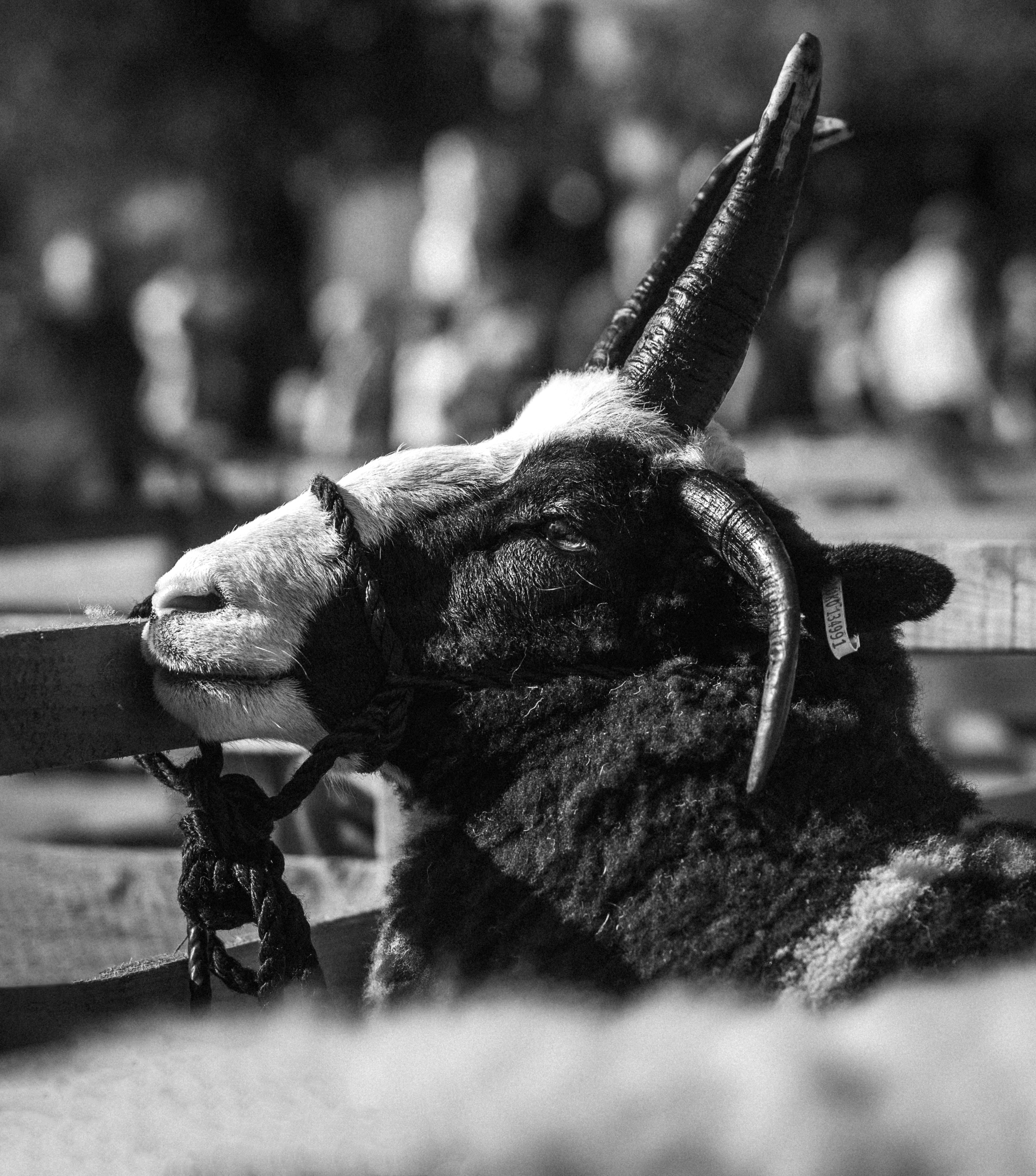 Masham Sheep Fair Photography Workshop, September 2026 #mashamsheepfair