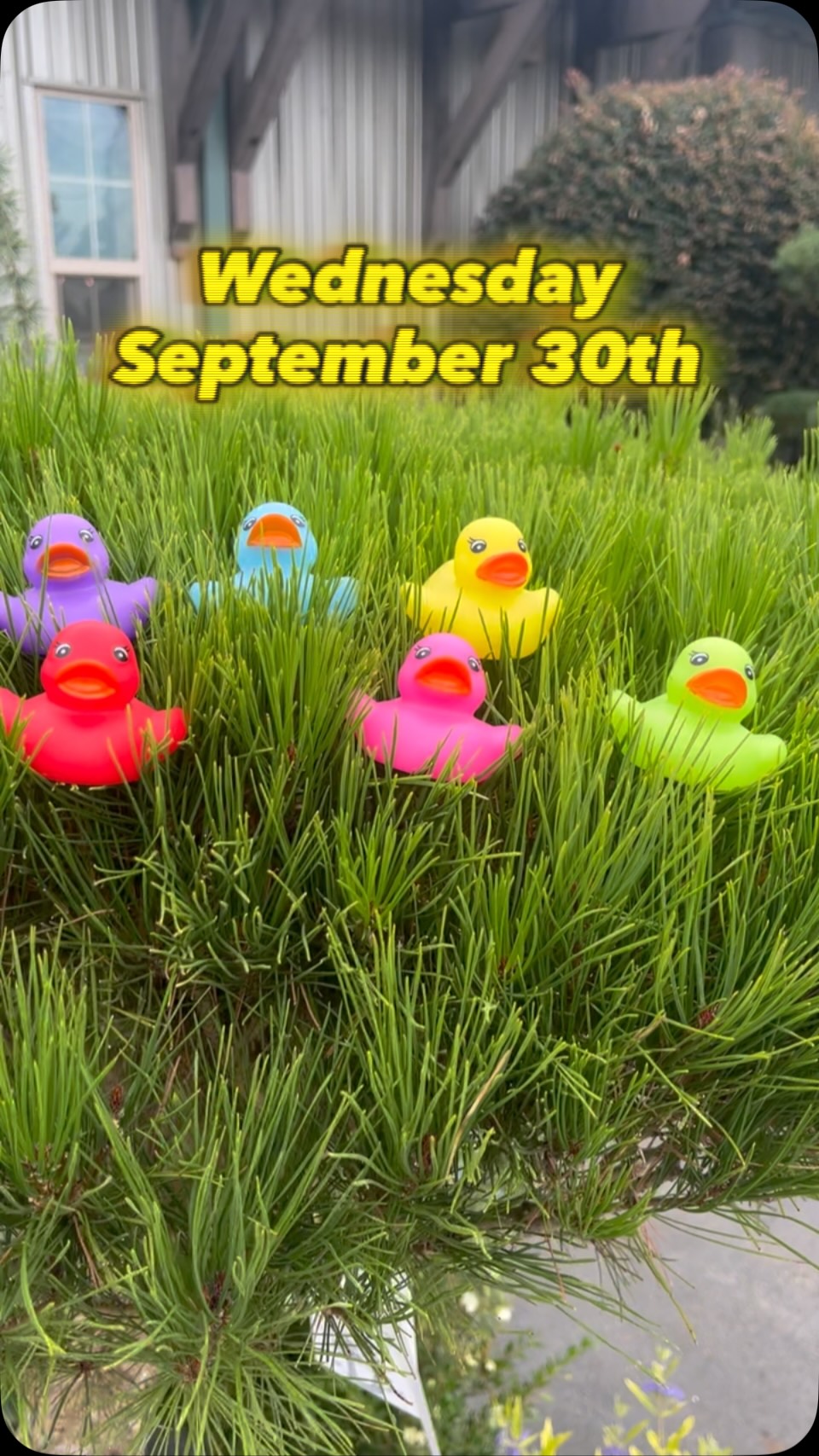 This Wednesday 9/30/2026 is Discount Duck Day. We will have rubber duckies hidden throughout the nursery. Each duck has a % off on the bottom. If you find one, present it at the register to receive your discount.
*1 discount per family.
*Discount is for plants purchased on 9/30.