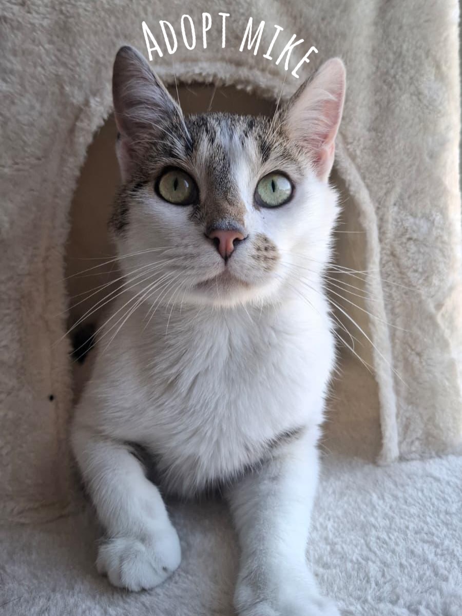 🐾 Mike sucht sein Für-immer-Zuhause ❤️
Über Mike haben wir bereits berichtet – und inzwischen wartet der 2,5 Jahre alte, bildhübsche und lebensfrohe Kater in 01259 Dresden auf seine Menschen. Seine Vergangenheit war leider alles andere als schön: In seinem ersten Zuhause wurde er lediglich als Mäusefänger gehalten. Als er bei den Nachbarn nach Futter suchte, wurde er brutal getreten. Trotz dieser schlimmen Erfahrungen ist Mike ein unglaublich verschmuster und liebenswerter kleiner Kerl, der sich seine Lebensfreude bewahrt hat. Hat er Vertrauen gefasst, schnurrt er lautstark, streicht um die Beine und genießt die Nähe zu seinen Menschen. 🥰
Mike ist außerdem ein echter Abenteurer! Spielen, Rennen, Klettern und das Jagen von Spielzeug gehören zu seinen liebsten Beschäftigungen. Sobald sich etwas Spannendes bewegt, ist seine Aufmerksamkeit sofort geweckt und er kann sich voller Begeisterung in sein Spiel stürzen. 🐭🎾
Bei unbekannten oder lauten Geräuschen ist er zunächst vorsichtig und sucht gerne ein sicheres Versteck. Seine Neugier siegt jedoch schnell, und schon bald kommt er wieder hervor, um seine Umgebung aufmerksam zu erkunden. Besonders spannend findet er alles, was draußen vor dem Fenster passiert – dort gibt es schließlich immer etwas zu beobachten.
Für Mike wünschen wir uns ein liebevolles Zuhause, in dem er Sicherheit, Aufmerksamkeit und ausreichend Beschäftigung bekommt. Seine Menschen sollten Freude daran haben, mit ihm zu spielen und seinen Entdeckerdrang zu fördern. Eine soziale und verspielte Katze an seiner Seite wäre für ihn besonders schön, damit er einen passenden Spiel- und Kuschelpartner hat. 🐱❤️
📍 Mike lebt auf seiner Pflegestelle in 01259 Dresden und kann dort gerne kennengelernt werden.
Du möchtest Mike kennenlernen? Dann melde dich gerne mit einer ausgefüllten Selbstauskunft bei uns. Vielleicht wartet dieser kleine Abenteurer schon darauf, sich in dein Herz zu schnurren. ❤️🐾
#adoptacat #tierschutz #catrescue #katzenhilfe