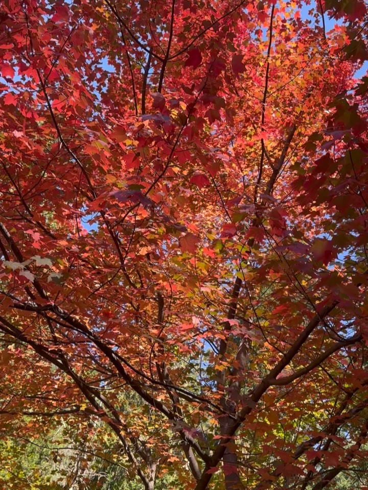 Equinox road tripping✨✨✨✨✨✨✨✨
Dancing autumn maple appreciation 🍁
Offerings to the sacred headwaters in Shasta 🏞️
My dearest rowan showing up EVERYWHERE 🪄
The great wide open and a good playlist to keep me company ⛰️
Lessons in biodynamic viticulture with my girl @jessicaendsworth at @solenaestate as we eat chenin blanc grapes off the vine before harvest🍇
Guerilla harvesting trips with my nephew @dorylou for our lactofermentation project 🫙
Glitter mocktails (duh) ✨
Mama finally gifted me a couple of her vintage Luccheses @thealimontana and on HER birthday no less!
Reconnecting with a former version of myself 🌱
I’ll never tire of taking to the open road 🌅