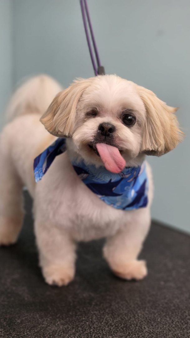 Tuco may be a one-eyed senior Shih Tzu, but his tail never stops wagging during his spa days 💛🐾 His mom makes sure to add our spa package and facial so we can give his face a little extra attention, helping him leave feeling fresh, comfortable, and his very best after every visit. ✨
#shihtzulove #seniordog #dogspa #luxurydoggrooming #sanmarcostx