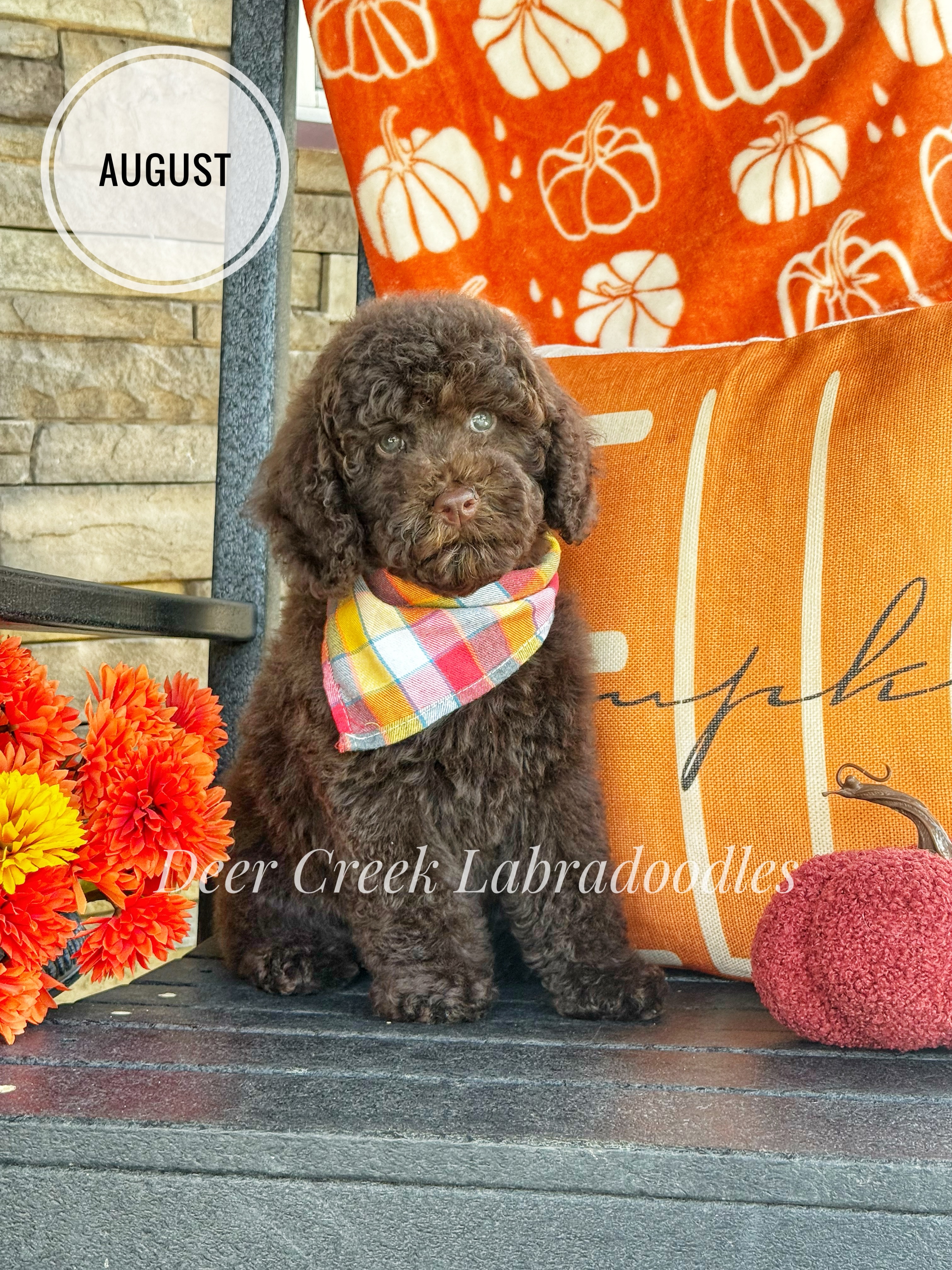 August is a confident, motivated little guy with a big heart! He’s energetic, people-oriented, and loves a good adventure. With his resilient nature, playful spirit, and sweet, tenderhearted side, he’s a wonderful blend of confidence and affection. #deercreeklabradoodles #miniaustralianlabradoodle #labradoodlepuppy #doodlesofinstagram #doodlepuppies