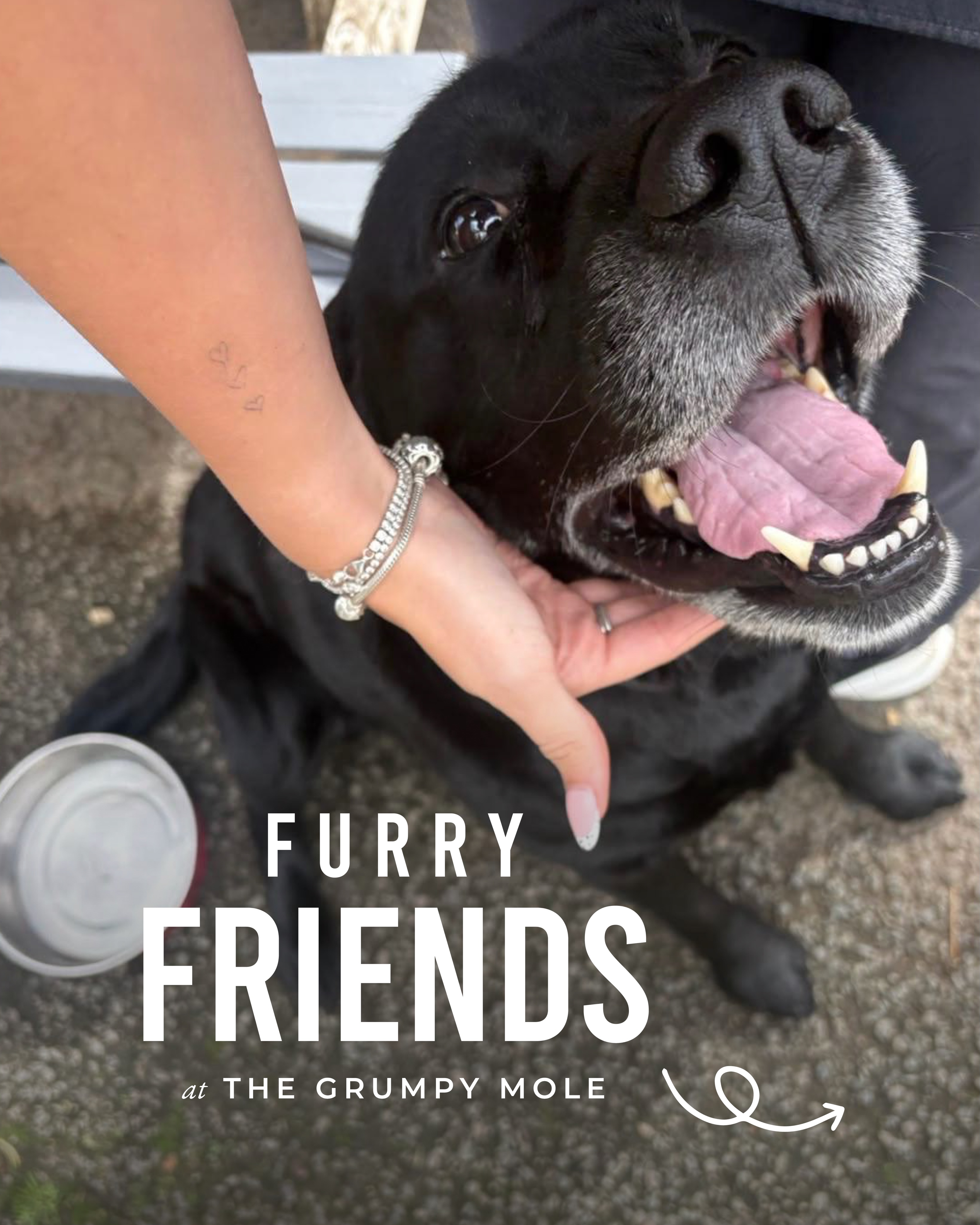 Blessing your Monday morning with a few of Grumpy Moles finest furry friends 🐶
A few names are still TBD (to be discovered) comment if these pups are yours, and which one you’d like to meet most 👇
#thegrumpymole #furryfriends #puppy #dogs #pups