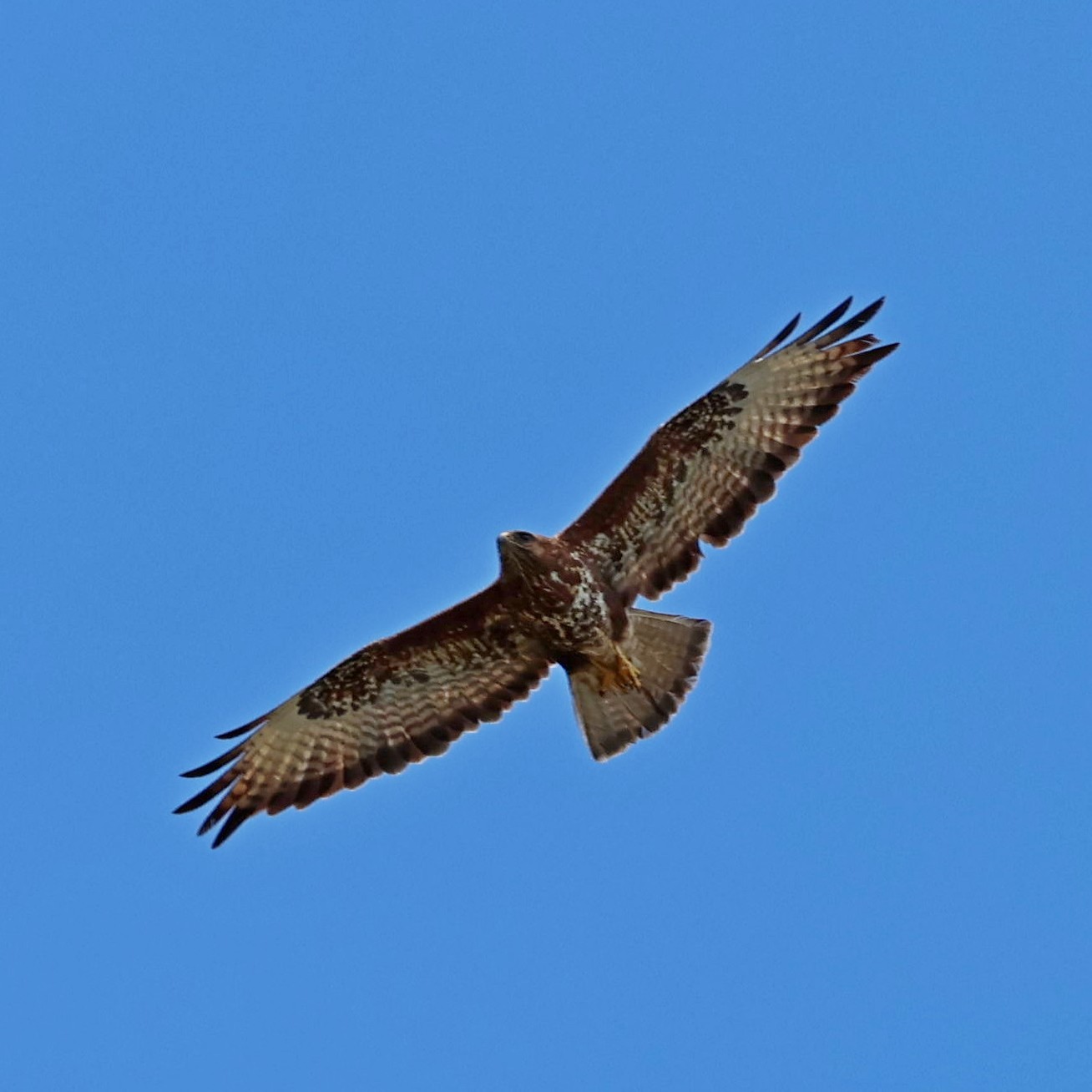 The beautiful buzzard.
#islandwildlife #kefaloniawildlife #greekwildlife #guidedwildlifewalks #birdlovers