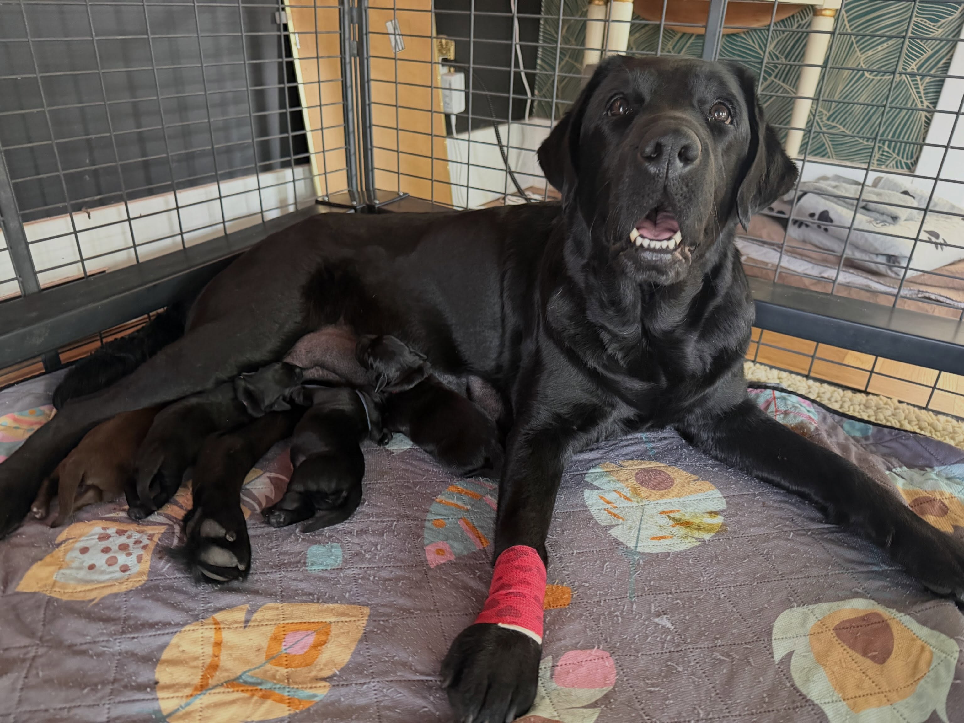 Truffle had her pups yesterday. Unfortunately there were only 4 in there, so as of right none are available.
.
.
.
.
.
.
.
.
#blacklabpuppy❤️ #chocolatelabpuppy #moonlightlabradors