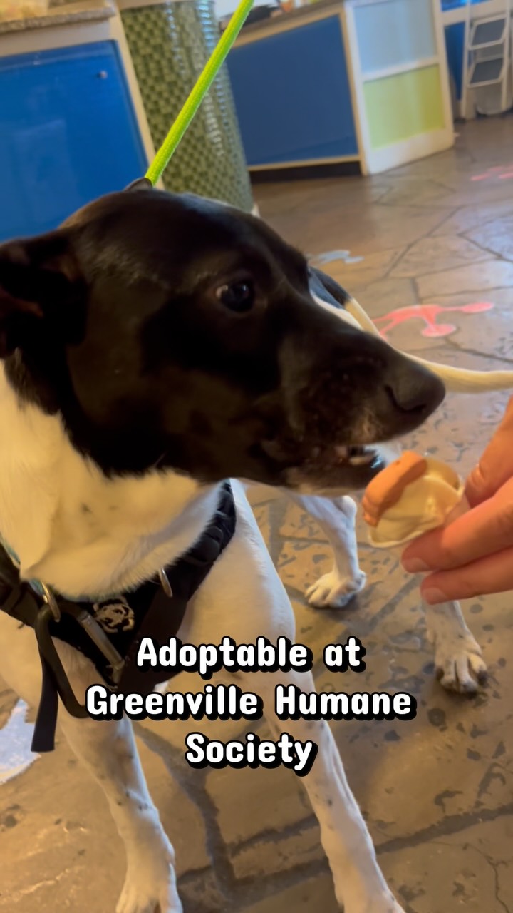 🐾 MEET NYA! 🐾
Today we had the sweetest little visitor at the Frog! Meet Nya, an adorable 11-month-old terrier mix who is currently waiting for her forever family at the Greenville Humane Society 🐶❤️
Nya came in today and was introduced to our Doggie Froyo, and it didn’t take long for her to fall in love with it! 🍦🐾 And honestly… we quickly fell in love with her, too! 🥰
She’s small, sweet, and absolutely deserving of a family to call her own. 🏡❤️
Nya is still waiting at the shelter for someone to see what we saw today—a precious girl who just needs someone to choose her.
Could YOU be Nya’s forever family? ❤️
Please consider stopping by the @greenvillehumane to meet her, and if you can’t adopt, SHARE Nya’s story! You never know who might be the person she’s been waiting for. 🐾✨
#AdoptNya #AdoptDontShop #ForeverHome #GreenvilleHumaneSociety #GreenvilleSC