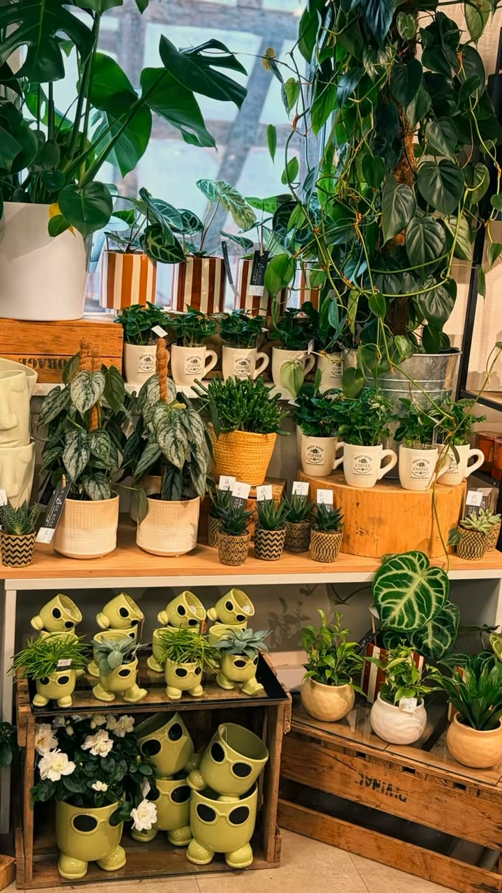 🍂 L’automne s’installe doucement à la boutique… et on adore cette ambiance ! 🍁
Des teintes chaudes, du terracotta, des plantes, des citrouilles, des petits champignons et plein de jolies pépites déco… La boutique a officiellement revêtu ses fall vibes. 🤎🌿
De quoi apporter un peu de chaleur et de douceur à la maison, faire un petit cadeau… ou tout simplement craquer pour soi (et ça, c’est totalement autorisé 😜).
✨ Plantes • Déco • Idées cadeaux • Ambiance automnale
📍 À L’Ô de Rose – Soultz-sous-Forêts
Alors… team été jusqu’au bout ☀️ ou déjà complètement team automne 🍂 ?
#ALÔdeRose #Fleuriste #SoultzSousForêts #Automne #FallVibes #DecoAutomne #Plantes #IdeeCadeau #alsacedunord