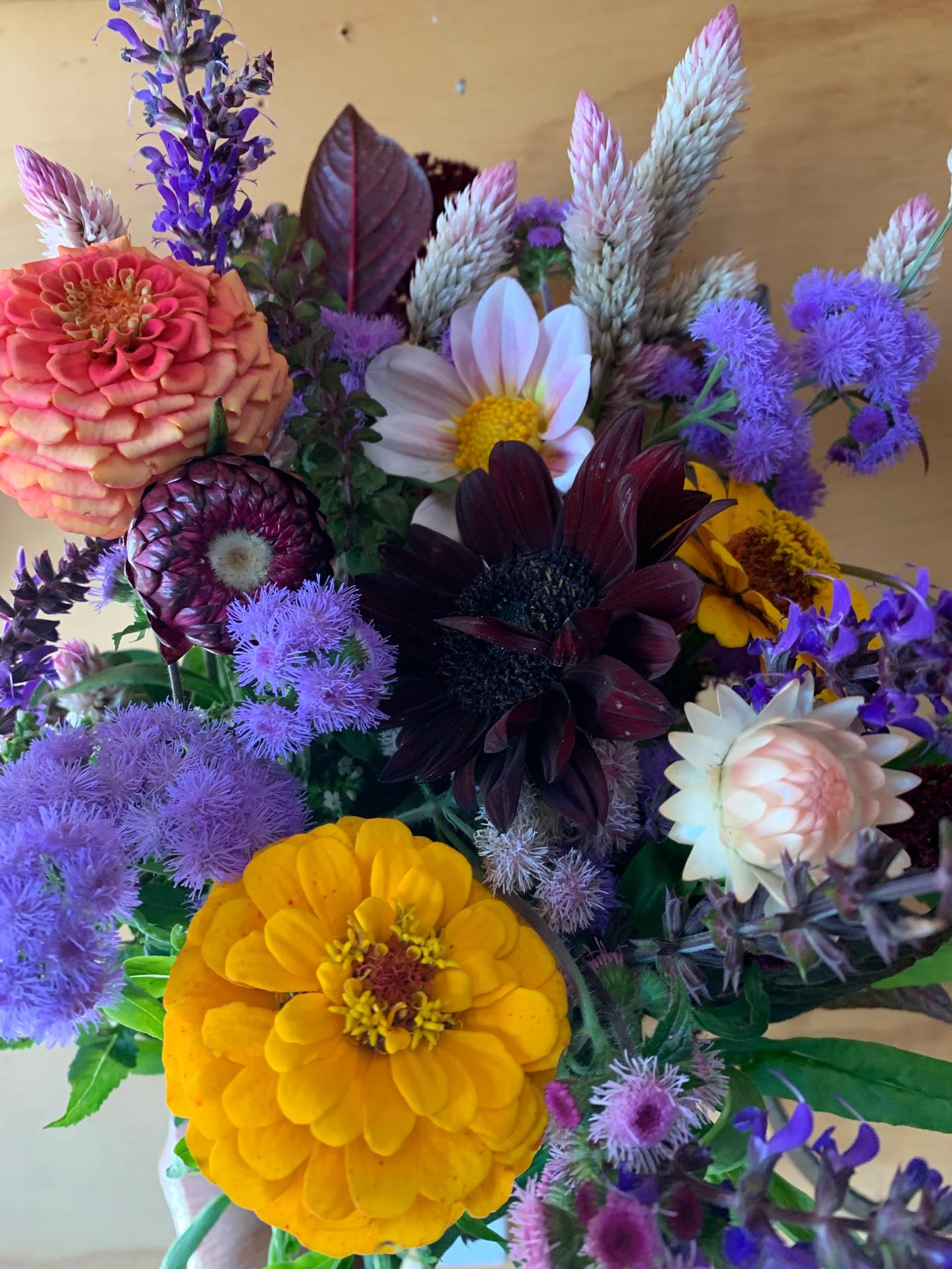 How is your garden this morning? We had a touch of frost in the lowest parts of the field early this morning, but we were prepared! We did a heavy harvest yesterday and have really beautiful, fresh blooms out and ready for you at the farm stand this weekend! The self serve stand is open 10-6 Friday, Saturday and Sunday!
#thegardeninharrington #harringtonontario #stmarysontario #stratfordlondon #haveyouseenaflowerfarmyet