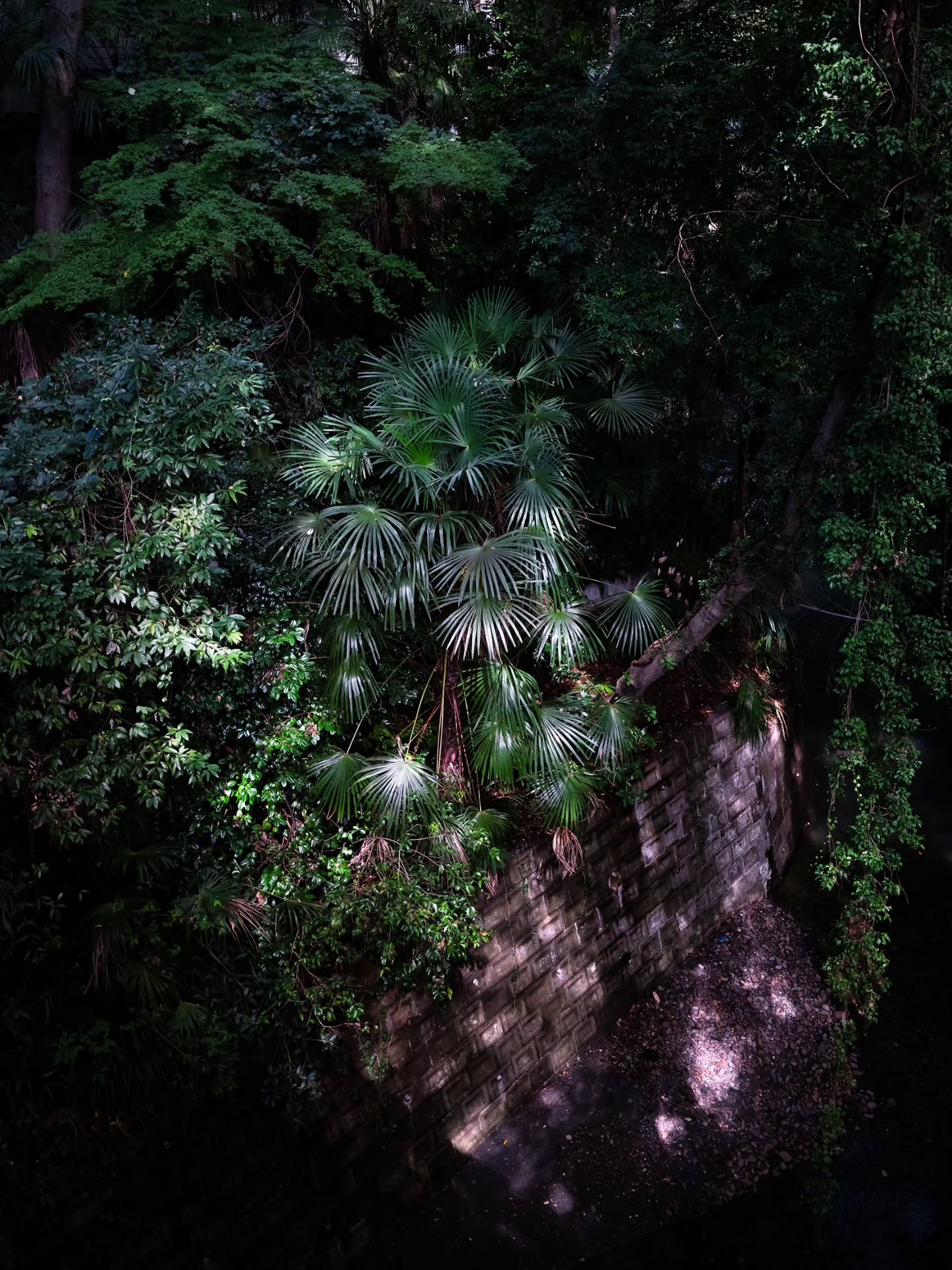 等々力渓谷 / Todoroki Valley
#naturephotography
#green
#fujifilmgfx
#gfx
#gfx100rf
