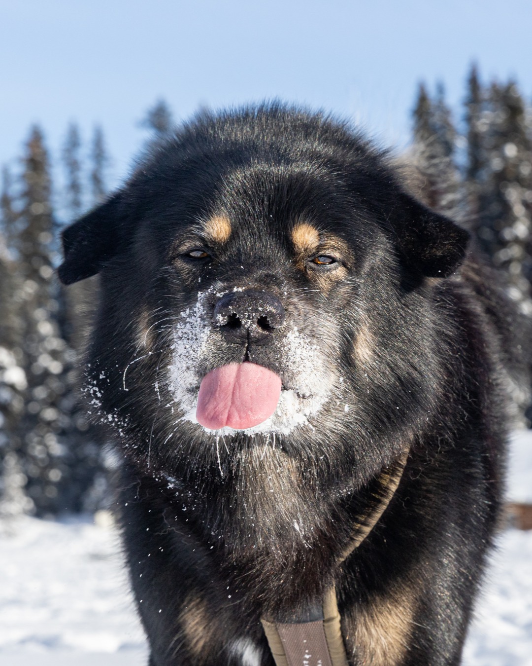 It's been a while since I've posted a #TongueOutTuesday (or anything really) but this one from my huge backlog of pics is too cute not to share. π
My expression here also sums up my current mood. I was supposed to spend all last week hiking but ended up on rest instead due to injury. My vet thinks it's just a strained muscle in my back, and if that's the case then over this next week or so I should be seeing significant improvement. Let's hope that's the case because I need to be back out on the trails ASAP now that the weather is cooler!