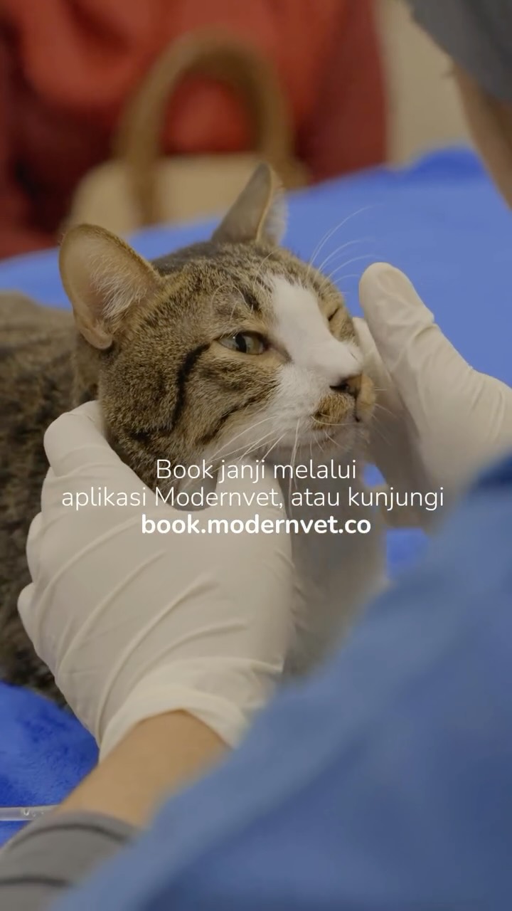 Kabar baik untuk pawrents di BSD dan sekitarnya! π
Kebutuhan perawatan dan kesehatan bagi anabul tercinta, kini hadir lebih dekat. Modernvet Animal Hospital BSD, sudah hadir di Iconix Studio Loft, BSD City!
Dengan dukungan tim dokter hewan berpengalaman dan fasilitas yang lengkap, Modernvet BSD menyediakan berbagai layanan kesehatan hewan dalam satu tempat. Mulai dari pemeriksaan rutin, diagnostic, hingga kebutuhan medis yang lebih kompleks, setiap perawatan dirancang untuk memberikan kenyamanan dan penanganan yang sesuai bagi setiap pasien.
Karena kami percaya, perawatan yang baik bukan hanya tentang kelengkapan layanan, tetapi juga tentang memastikan setiap anabul mendapatkan perhatian dan perawatan yang mereka butuhkan.
Segera jadwalkan kunjungan bersama dokter hewan kami melalui book.modernvet.co dan temukan pengalaman perawatan yang lebih dekat, nyaman, dan menyeluruh di Modernvet Animal Hospital BSD!