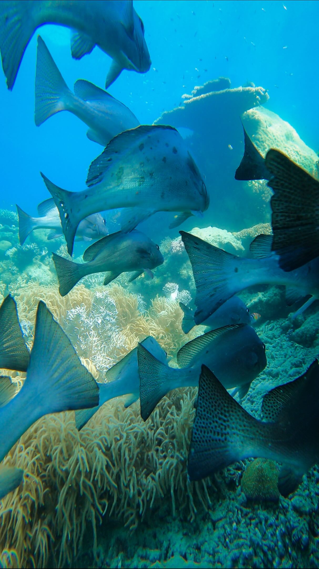 šš¤æ Join me for 60 seconds underwater and tell me how magical it feels when you hear the whales singing ?
This is snorkeling the islands around the Whitsundays
.
.
.
#lovewhitsundays #whitsundays #whitsundaysqld #queenslandtravel #snorkelwhitsundays