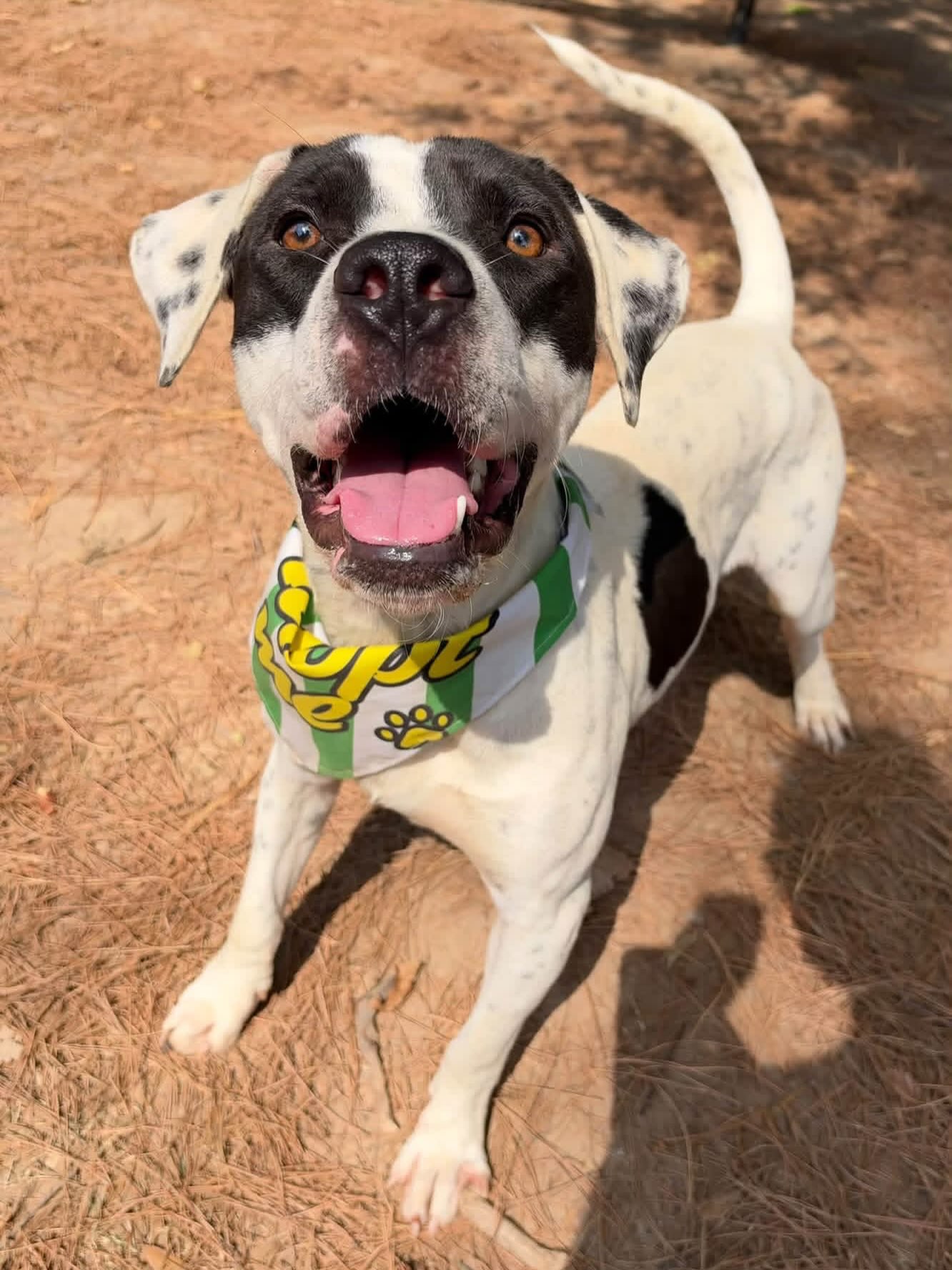 📣📣TOMMY NEEDS A HERO ASAP!
Tommy has been waiting at the shelter for too long in a crowded shelter.
He’s a love and he also appears to be potty trained. He’s one of those dogs that just lifts your spirits when you’re with him!
Tommy is around 2 years old, listed as a Pointer/Dalmation (something spotted!) He’s 44 pounds of joy in a furry body. 💖
The Little Rock Animal Village is the city shelter and stays at capacity, so go meet him ASAP if you are interested.
Meet him at 4500 Kramer Street, Tuesday-Saturday, 10:30-5.
His neuter, shots, microchip, and heartworm test plus treatment is needed are all included in his $90 adoption fee!