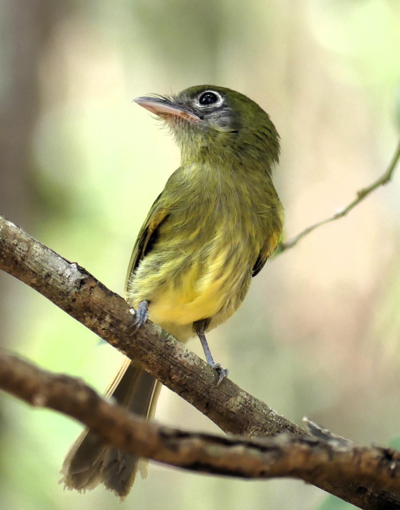 Eye-ringed Flatbill (Rhynchocyclus brevirostris)
Its name gives away two of its most noticeable features: a broad, flat bill and a distinctive eye-ring.
A member of the tyrant flycatcher family (Tyrannidae), this small greenish bird can be surprisingly difficult to spot. Its plumage blends beautifully into the dense tropical forest it prefers, and often the first clue to its presence is its peculiar call, a sound that could easily be mistaken for an insect.
#EyeRingedFlatbill #BirdsOfMexico #BirdwatchingMexico #YucatanBirding