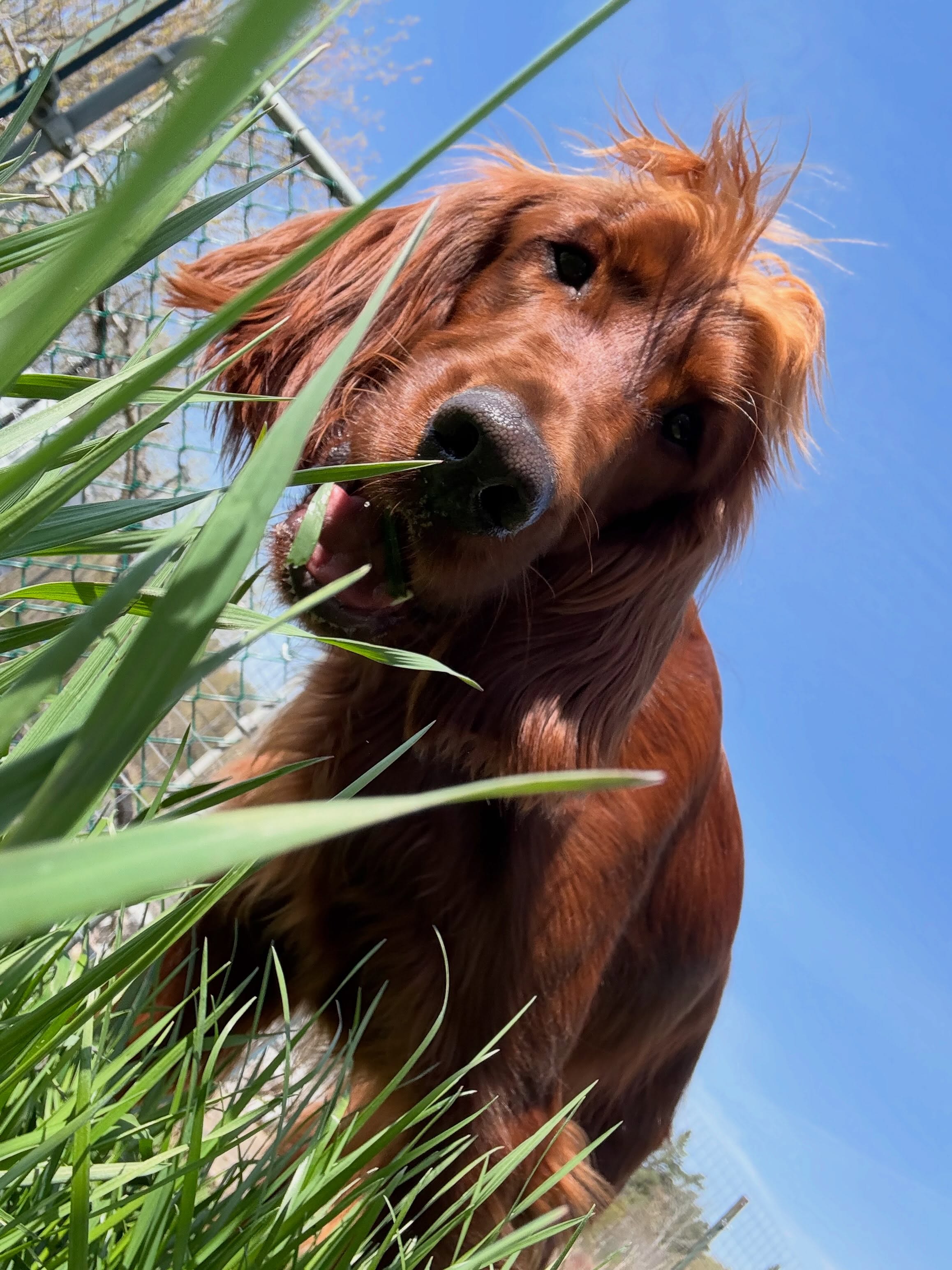 Dogs upon dogs upon dogs! When people ask if we have dogs, we say, yes! None of them happen to live with us though π€£π