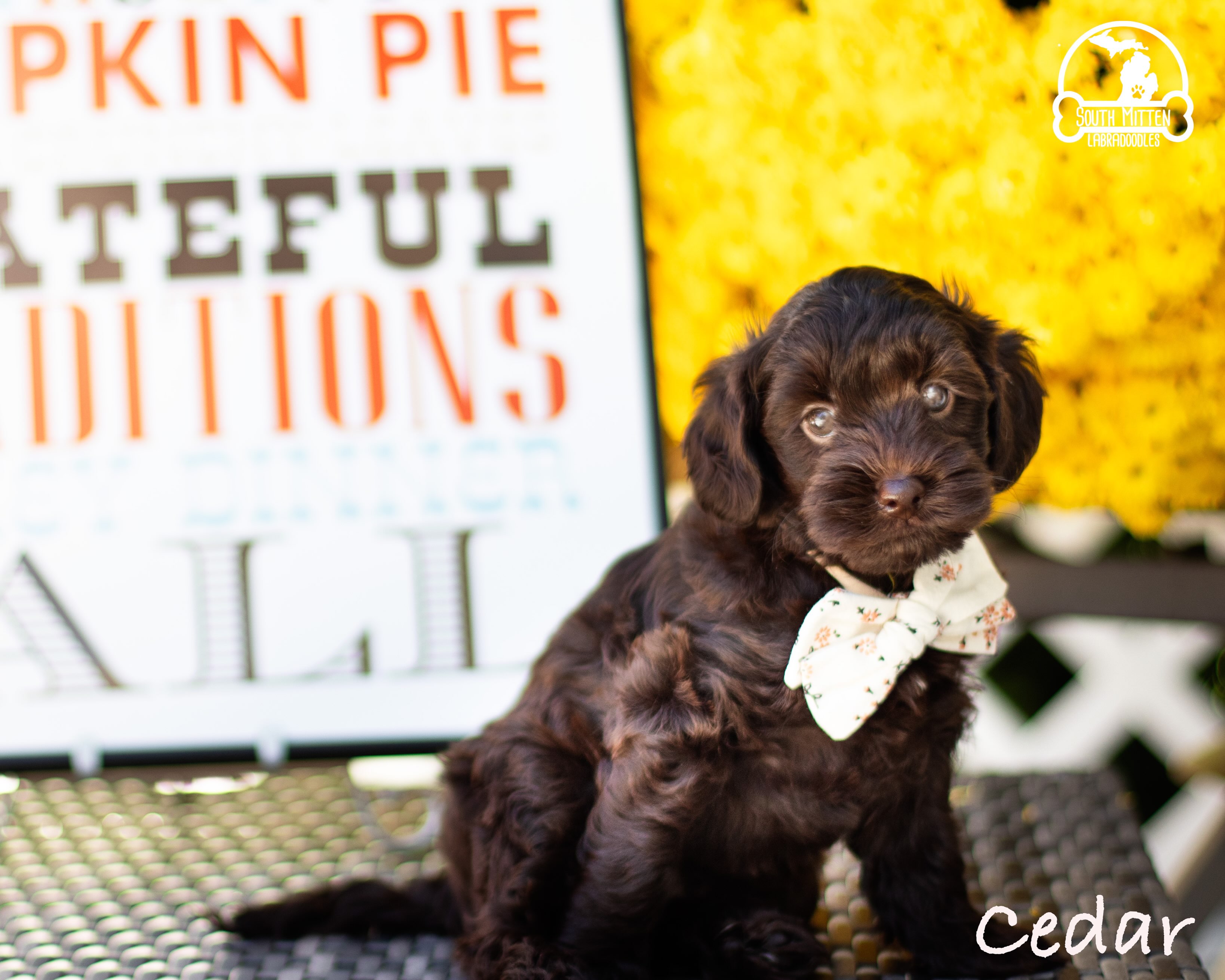Only a few more sleeps and these adorable babes 🍁🍂are off to their new families to enjoy fall ! Excitement is high and we are so happy for all these sweethearts.
.
.
.#australianlabradoodles #southmittenlabradoodles #fallvibes #minilabradoodles #australianlabradoodlepuppies