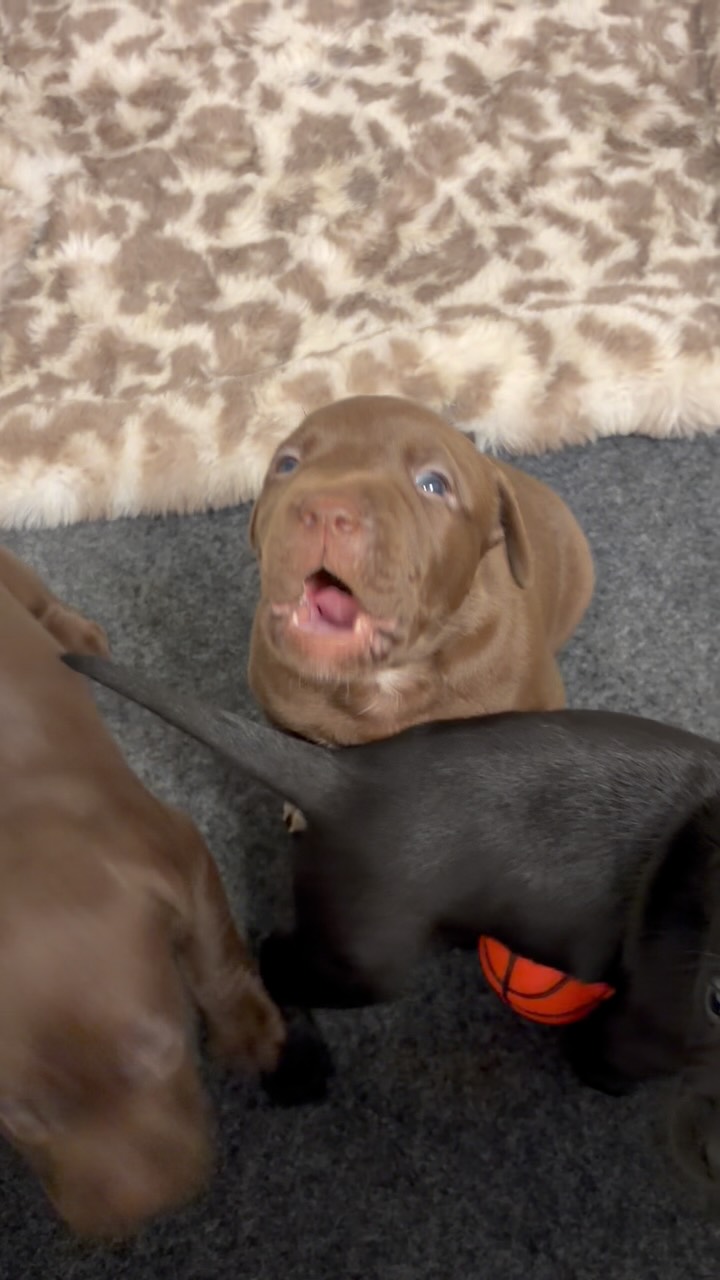 The fastest correction I’ve ever received. 🫡
Dolly wants the humans to know 🗣️ SHE 👏 IS 👏 STARVING 👏 Make sure to come see us at @southerndriftbrewingco next Saturday. They are rounding up and raising funds to help keep the puppies plump. #pitbull #adoptdontshop #pitbullsofinstagram #animals #nc