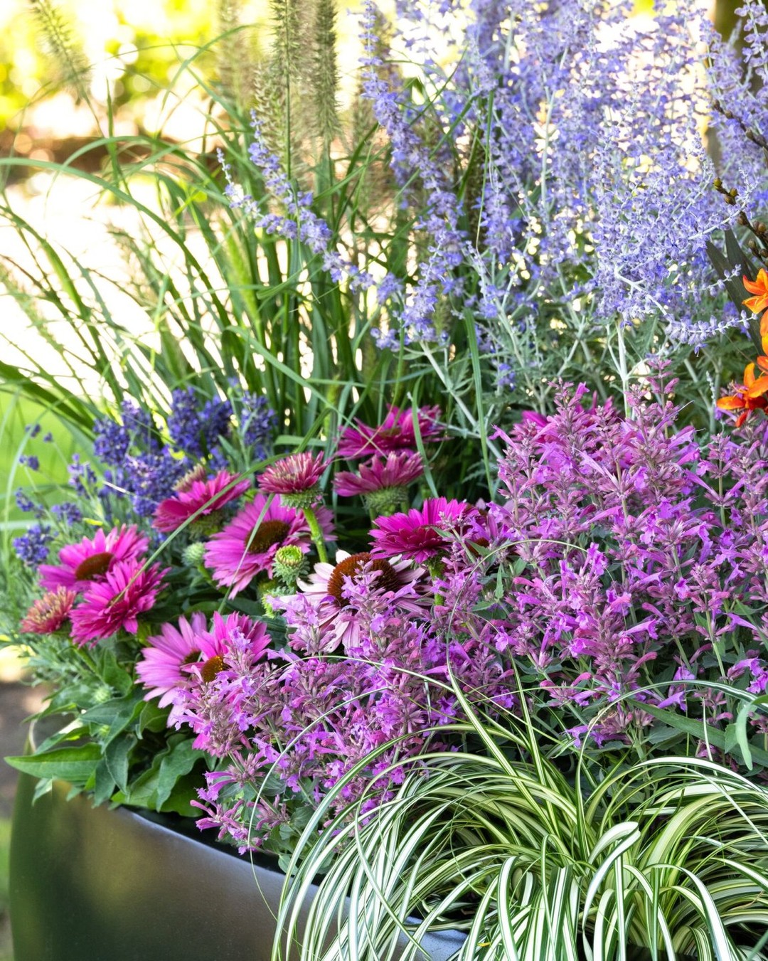 Looking for a graceful way to transition your containers into fall? Try grasses! 🌾 Many put out showy plumes or beautiful color changes as temperatures cool. Plus, they're tough, waterwise, and birds may even stop by to sample some seeds. Thanks to @monroviaplants for the inspiration and images shown here.
