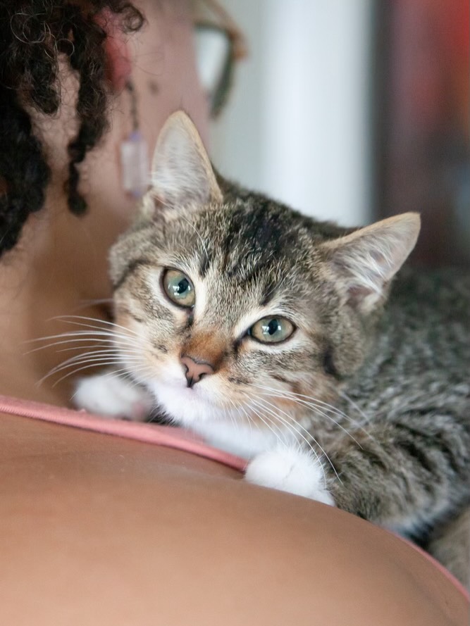 Brûlée is a spunky, adventurous little girl with a big personality packed into a tiny, adorable body 💙
She’s the perfect mix of independent and affectionate; she loves to cuddle, but she’s also always ready to pop up and explore her surroundings. This curious girl enjoys checking everything out (in a sweet, not mischievous way!) and has the cutest way of expressing herself, complete with tail shakes and lots of chatter.
Brûlée is:
• Sweet, affectionate, and cuddly (on her terms!)
• Curious and adventurous without being overly mischievous
• Vocal—she loves to “talk” to you 🗣️
• A playful little hunter—she loves string toys and may try to carry them off as her prize
• Petite and round with endless charm
Like all kittens, she will need:
• Continued play, enrichment, and socialization
• Routine and guidance as they grow
• Lots of love and attention
If you’re looking for the perfect mix of playful energy, cuddles, and endless entertainment, Brûlée is ready to fill your home with love.
#fosteringsaveslives #adoptdontshop #nashville #dogsofinstagram #fyp