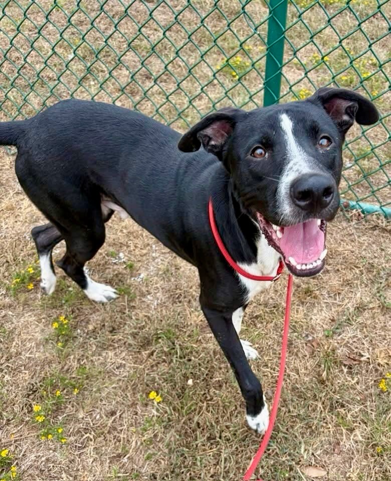 This handsome boy needs a home ASAP!
Kane has been at the shelter since September 10th, and he would like to find his forever home.
Kane is a joy to be around. 🥰
He loves other dogs, so if your dog needs a pal, he would greatly appreciate being considered for the position.
He’s playful but gentle, and so very sweet and loving. 😍
Kane is listed as a Lab/Great Dane, but he’s only 50lbs and about 1 1/2 years old. Whatever mix is in there, it’s adorable! 🥰
His neuter, shots, microchip, and heartworm test (treatment if needed) are all included in his $90 adoption fee!
The Little Rock Animal Village is the city shelter and stays at capacity, so go meet this pup ASAP if you are interested.
The shelter is open Tuesday-Saturday, 10:30-5. No appointment needed.
