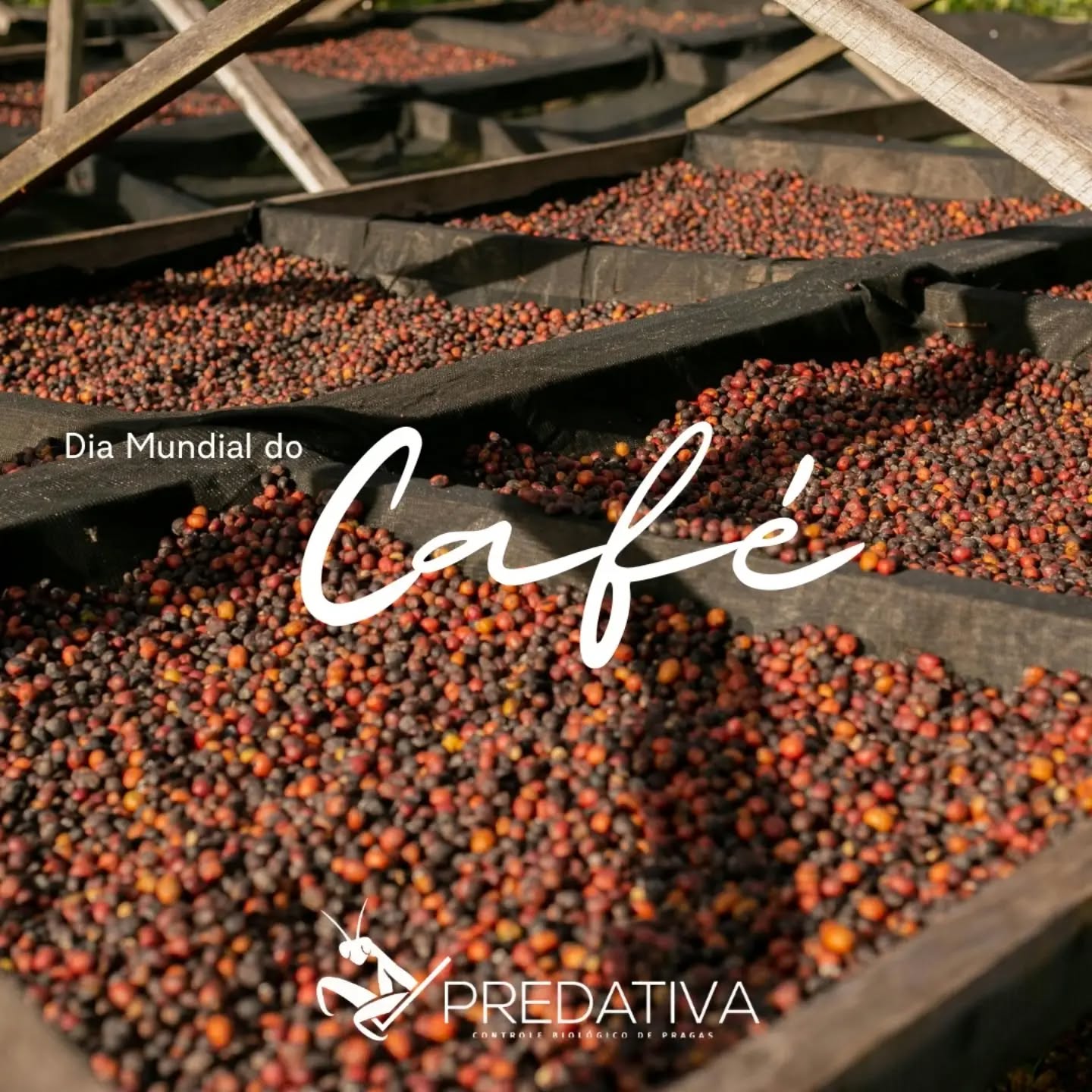 ☕🌱 Brasil: gigante na produção de café, cada vez mais sustentável no campo!
⠀
No Dia Mundial do Café, nada melhor do que celebrar essa cultura que tem um papel fundamental na economia, na geração de renda e na vida de milhares de famílias.
⠀
🇧🇷 Em 2026 são só recordes:
⠀
☕ Estimativa para produção de 67,6 milhões de sacas — o maior volume da série histórica da Conab.
🌱 1,95 milhão de hectares em produção.
⠀
👨🌾👩🌾 Mais de 300 mil famílias brasileiras dedicadas à cafeicultura.
⠀
Produzir cada vez mais também significa investir em sustentabilidade.
⠀
Por isso a Predativa desenvolveu o SABIO, uma biounidade compacta e semiautônoma para produção on farm de agentes macrobiológicos que são hoje uma alternativa inteligente e econômica para o Manejo Integrado de Pragas. Com isso o produtor consegue reduzir gradativamente a dependência de agentes químicos.
⠀
Porque o café que conquista o mundo também pode ser produzido em harmonia com a natureza. 🌿☕ E a gente investe nisso!
⠀
#sabio #predativa #controlebiologico #sustentabilidadenoagro
