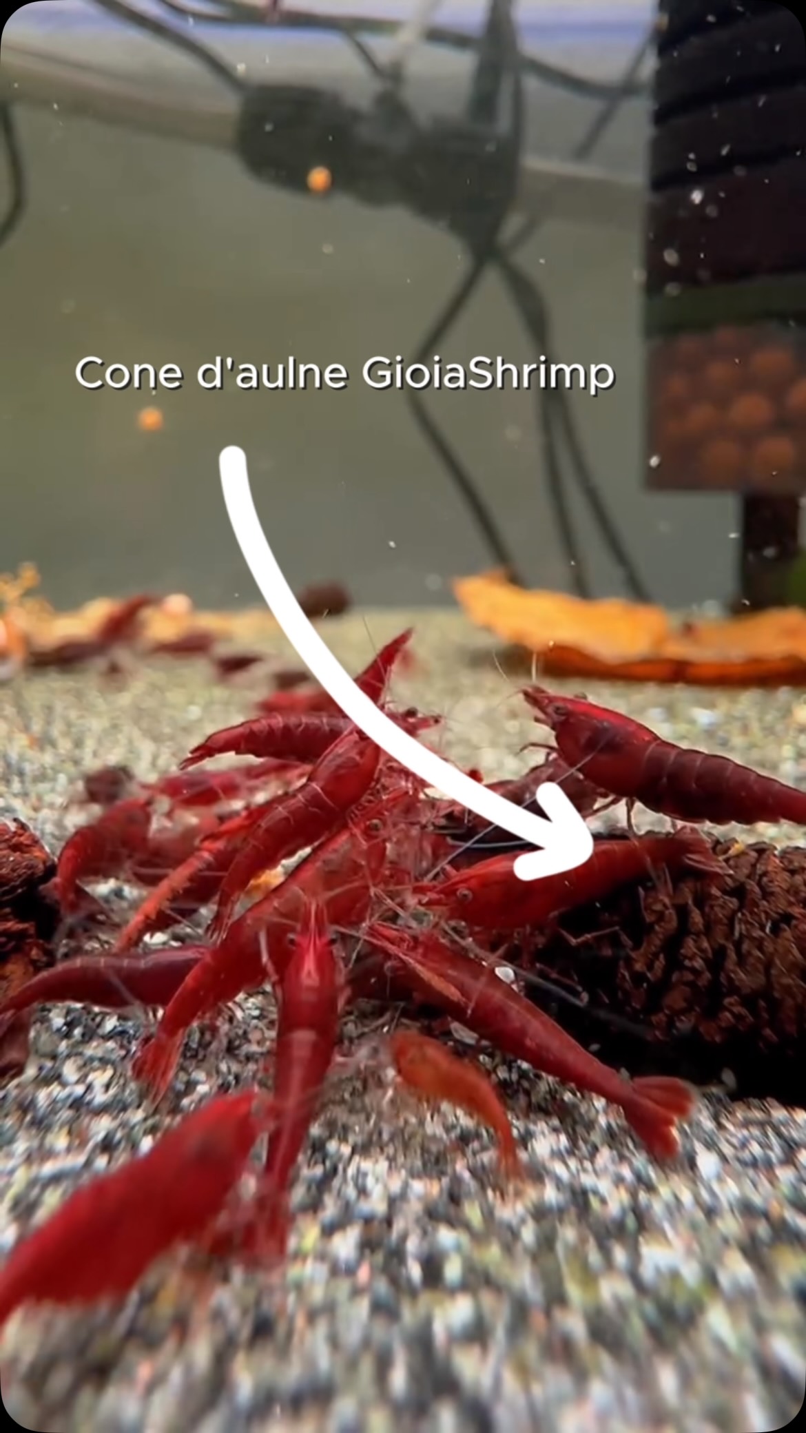 Et oui car nous aussi nous pouvons passer des heures devant nos aquariums à regarder nos belles crevettes 😅
Mais si elles paraissent aussi belles avec de jolies couleurs c’est surement grâce aux produits Gioiashrimp…😏
Retrouvez tous nos produits chez nos revendeurs officiels 🤝
#crevettes #aquariophilie #aquarium