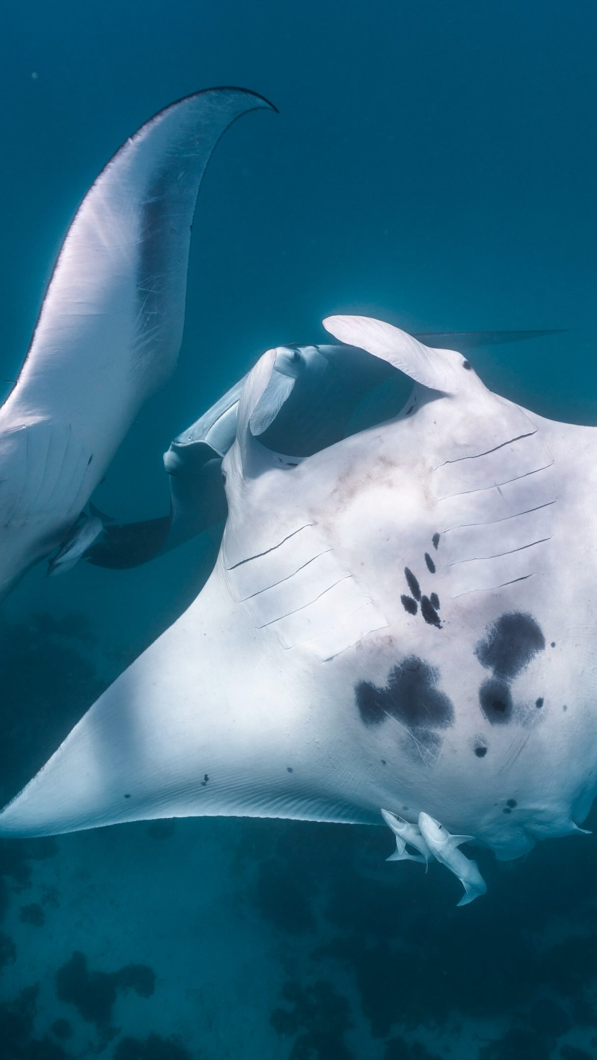 Sometimes the ocean goes above and beyond. 🩵
Every tour is a chance to meet these beautiful mantas, and some days you get a show like this. Small groups, exclusive tours, memories the kids will bring up for years.
Coral Bay Exclusive 🪸
Video: @lauratierney filmed on recent tour
#CoralBay #NingalooReef #ExclusiveExperience #FamilyAdventure
