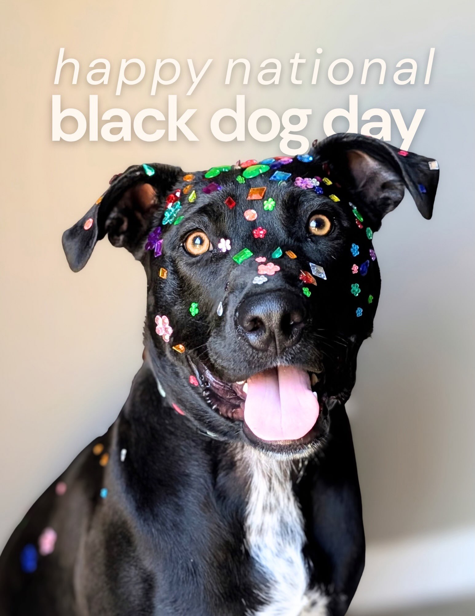 It’s National Black Dog Day 💙
Today is about shining a light on something rescuers know all too well: Black Dog Syndrome — the tendency for black dogs to be overlooked and to wait longer for homes.
And that’s exactly why October 1st is important.
Swipe through to meet a few of our adoptable black dogs, and maybe you’ll find the one you’ve been waiting for. 💙
Fill out an adoption application at rarerescue.org today!
#fosteringsaveslives #adoptdontshop #nashville #dogsofinstagram #fyp