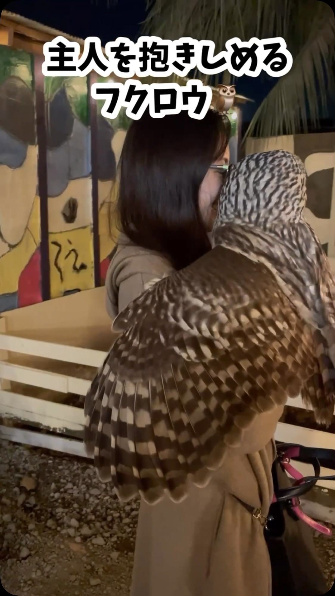 お迎えいただいたウラルアウルのつぶらさん🦉
優しいヴァイオリニストのさおりさんへ、「お仕事頑張ってね」とハグをしてお見送り。
ふたりの素敵な絆が伝わってきます💓
#BambooPalm #ウラルアウル #フクロウ #フクロウのいる暮らし #川越