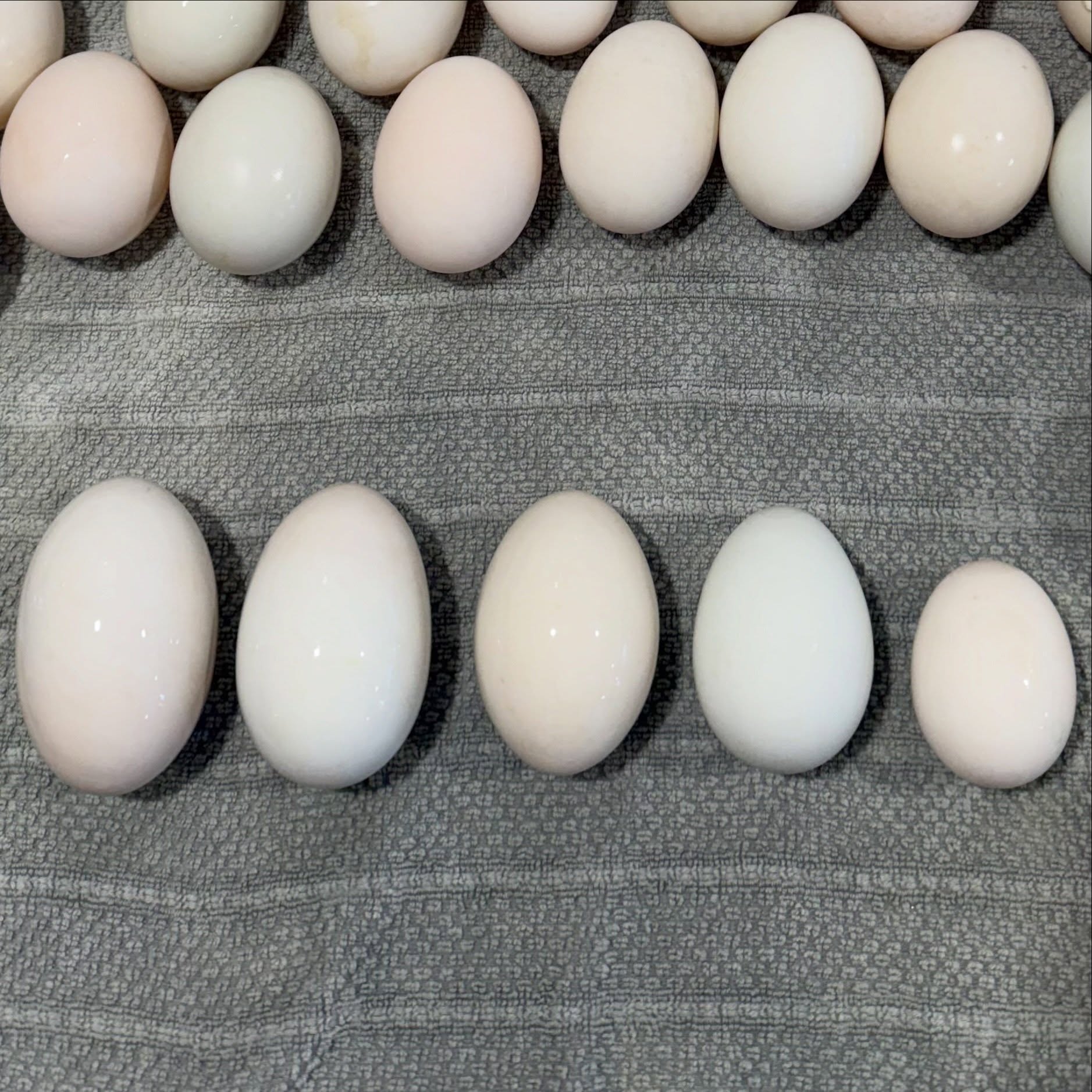Every duck egg has a personality. 🥚
Some are big. Some are small. Some are perfectly oval.
No matter the shape or size, they all have one thing in common, they are what make Cold Duck frozen custard so creamy and rich.
Different eggs. Same delicious result. 🦆🥚🍨
@duffacres.keene