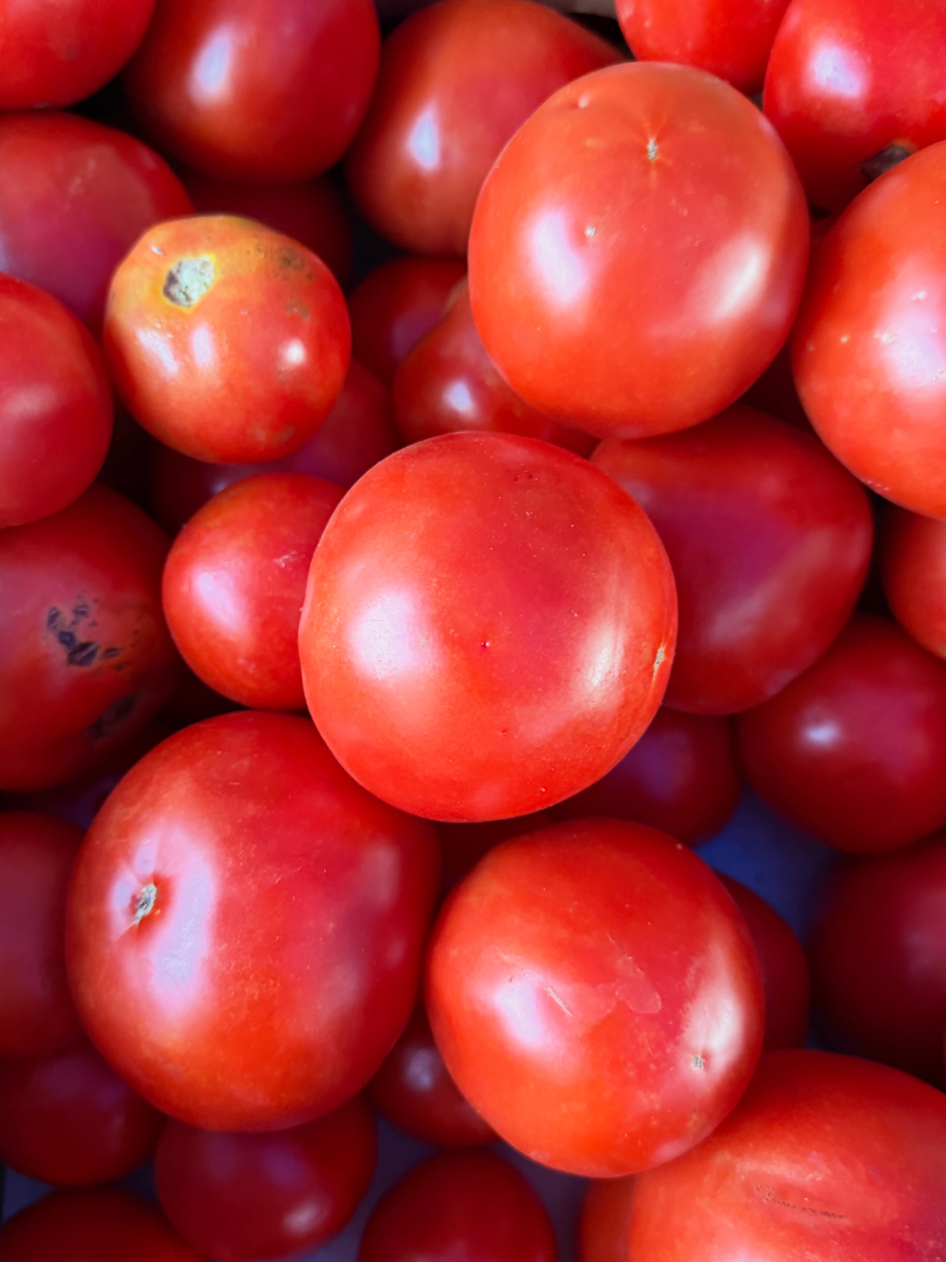 🍉🍅🥬🥒🫑🌶️🥔🥩💐Monday September 28: We’ll have probably the last of our seeded Crimson Sweet and Sangria watermelons today, plus plenty of fresh tomatoes, fresh lettuce, and local Angus beef. We’ll also have a few boxes of canning tomatoes, sign up at http://www.McAdamsfarm.com/signups/
~~~
⏰Hours: Monday, Wednesday, and Friday afternoons 2 to 6 pm, weather permitting, at the green shed by the big barn entering via the main farm driveway. Also available by appointment at the farm by calling (919)309-5935, and at the Carrboro Farmers Market on Saturday mornings.
🌞What’s in Season:
🍉Watermelons,
🍅Tomatoes,
🥬Lettuce,
🥔Potatoes,
💛Squash,
💚Zucchini,
🥒Cucumbers,
🍆Eggplant,
🫑Bell peppers,
🌶️Hot peppers,
💐Cut flowers,
🍳Local eggs,
🍯Local honey,
🥧Local pecans,
🥩Katahdin lamb, and
🥩Angus beef.
⏳Coming Soon: muscadine grapes, broccoli, cauliflower
🔎Latest updates: Call our recording at (919)732-7701, or check the latest Facebook/Instagram post