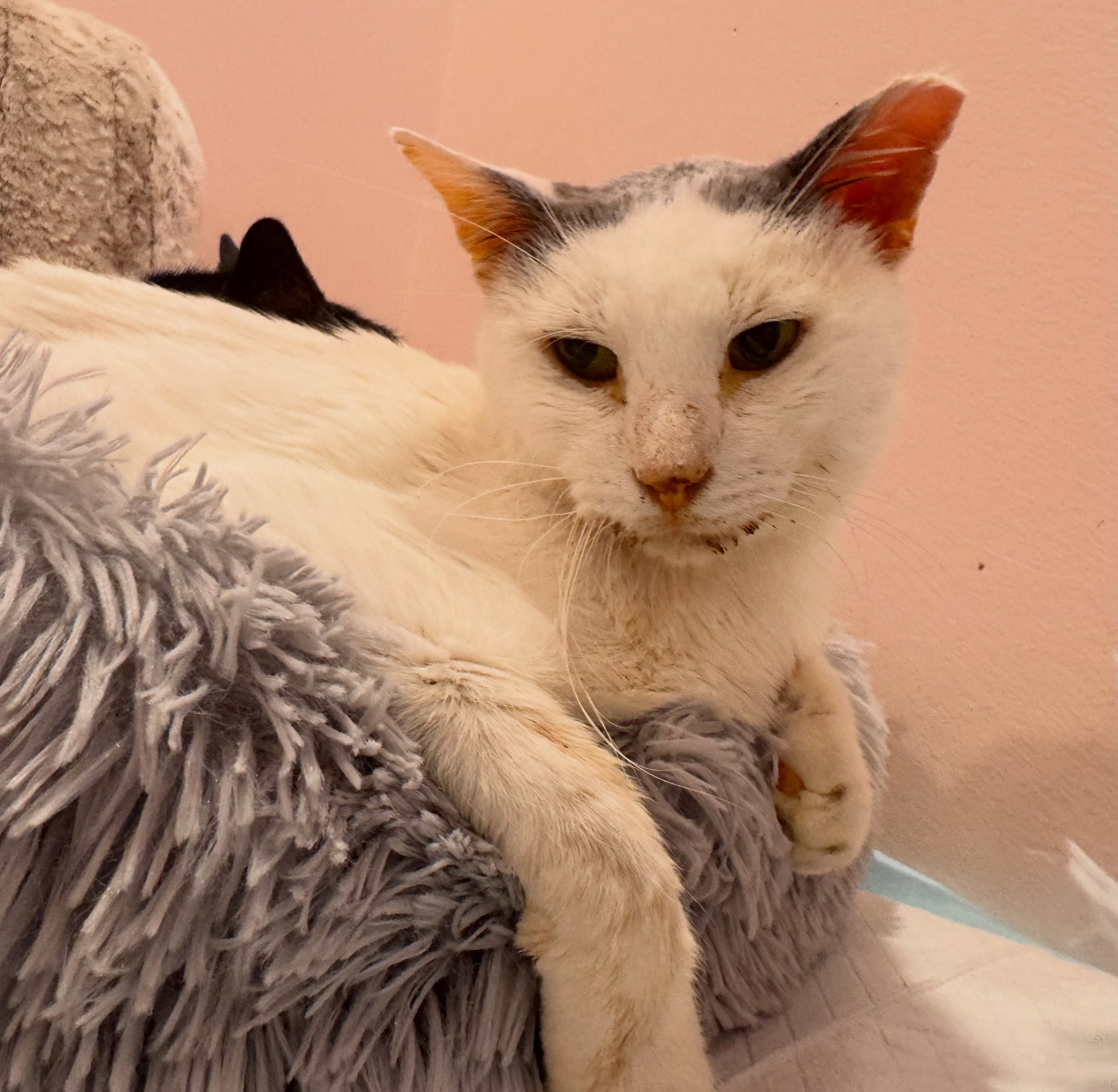 I have no idea how anyone fosters anyone. Well maybe kittens, they seem like theyād be easy to give back and send on their merry little ways, but how does anyone foster sick, sad, adult cats? Iāve had Bumble at my house for about a week and a half now so I can syringe feed, medicate, monitor, and show him the love he needs. Today we go for a vet check. Putting him in the carrier and taking him out of what he thinks is his forever home was so hard for me, and I should be much tougher by now. Bumble has always had a bit of a sad, vulnerable aura and all I want in this world is for him to get back to 100% and have the best life EVER. Heās so comfortable at my house with my cats but I really am maxed out. To be honest, he deserves better than an hour or 2 of love per day anyway.
He will be back at my house tonight after his vet visit and I pray it goes well and that some amazing person reaches out who wants to love and spoil him for the rest of his life. Heās the NICEST most gentle cat Iāve ever met and heās such a pleasure to have. Stay tuned for his updates after his appointment.