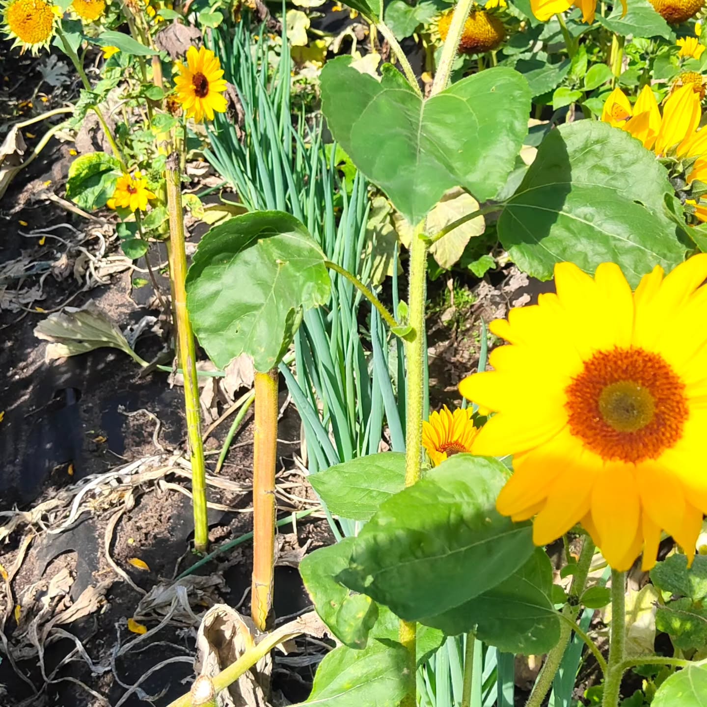 Autumn is closing in, and it's time to get things in order and prepare for the garlic planting! Just a few more weeks of veg. A few pictures from a glorious late September day
Much love
Pili-Pala x