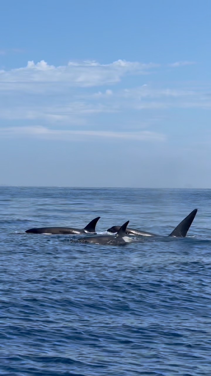 We spent the day with California’s favorite pod of killer whales — the CA51’s aka “The Friendly Pod” as well as the CA49C’s!
Both trips got to spend time with this incredible group of apex predators. We watched them hunt sea lions, socialize, mate, and make close passes by our boat all day long. Today marks the 4th day in a row of killer whale sightings in the channel, showing just how important this body of water is to these predators. We finally caught up to them today, it was well worth the wait!
Videos by Captain @adamernsterwildlife