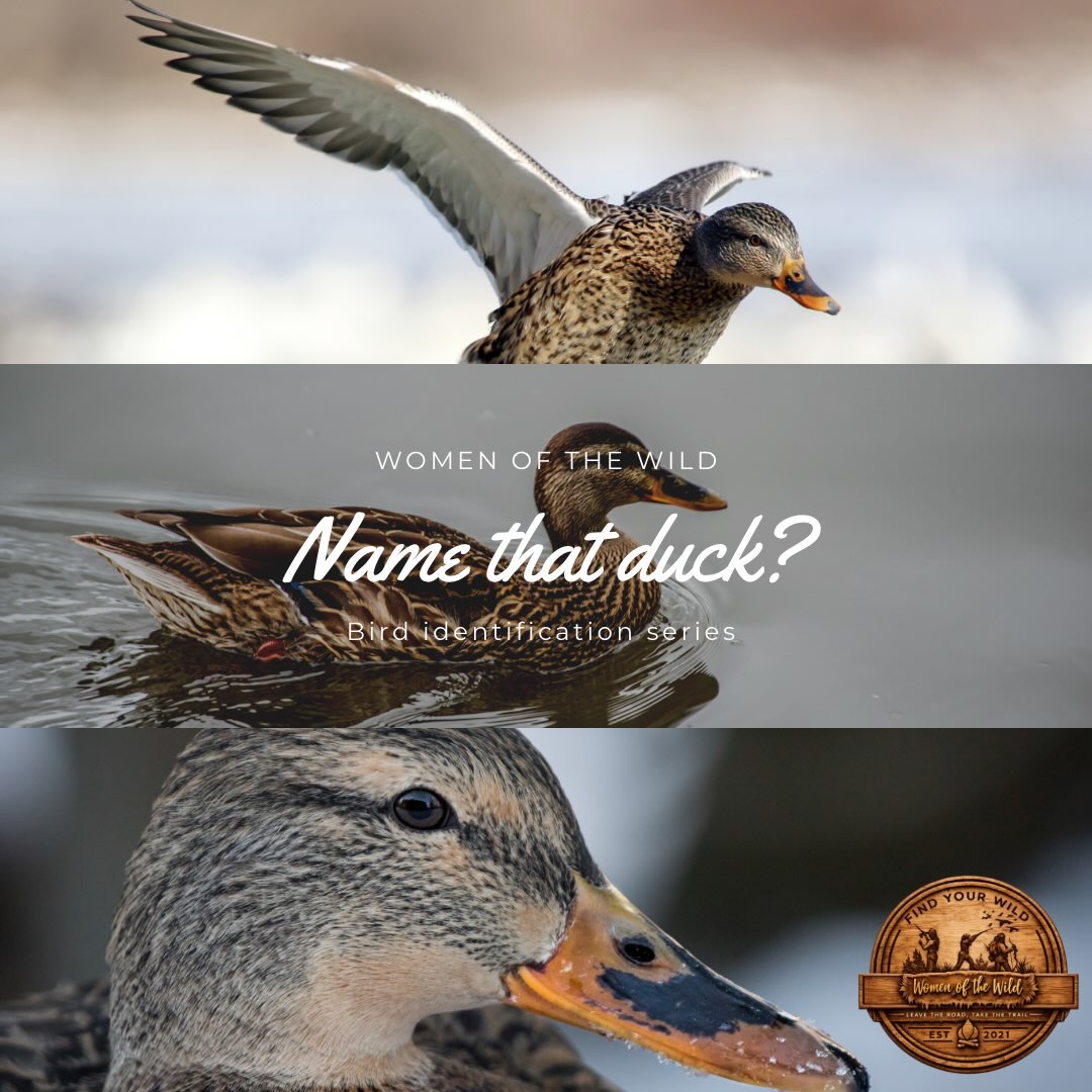 🦆 NAME THAT DUCK!
We’re kicking off our new Name That Duck series!
Take a look at these photos and drop your guess in the comments. What duck do you think this is?
Here are a few hints to help you narrow it down without giving it away:
🔎 Hint 1: Don’t overlook the females! Male and female ducks of the same species can look dramatically different.
🔎 Hint 2: Pay attention to the overall color pattern. Look closely at the head, body, and especially the markings around the face.
🔎 Hint 3: The bill can be a BIG clue when identifying ducks. Notice its shape, size, and coloration.
🔎 Hint 4: Look for the flash of color on the wing. That small patch of contrasting feathers can help you narrow down what you’re looking at.
🔎 Hint 5: Don’t identify a duck by one feature alone. Consider its size, shape, coloration, bill, wing markings, and habitat together.
So… what’s your guess? 🧐🦆
Drop your answer below! And no cheating by reading everyone else’s comments first. 😉 and no googling or asking chat… we want to see who knows this duck!
#WomenOfTheWild #NameThatDuck #Waterfowl #DuckIdentification #HuntingEducation