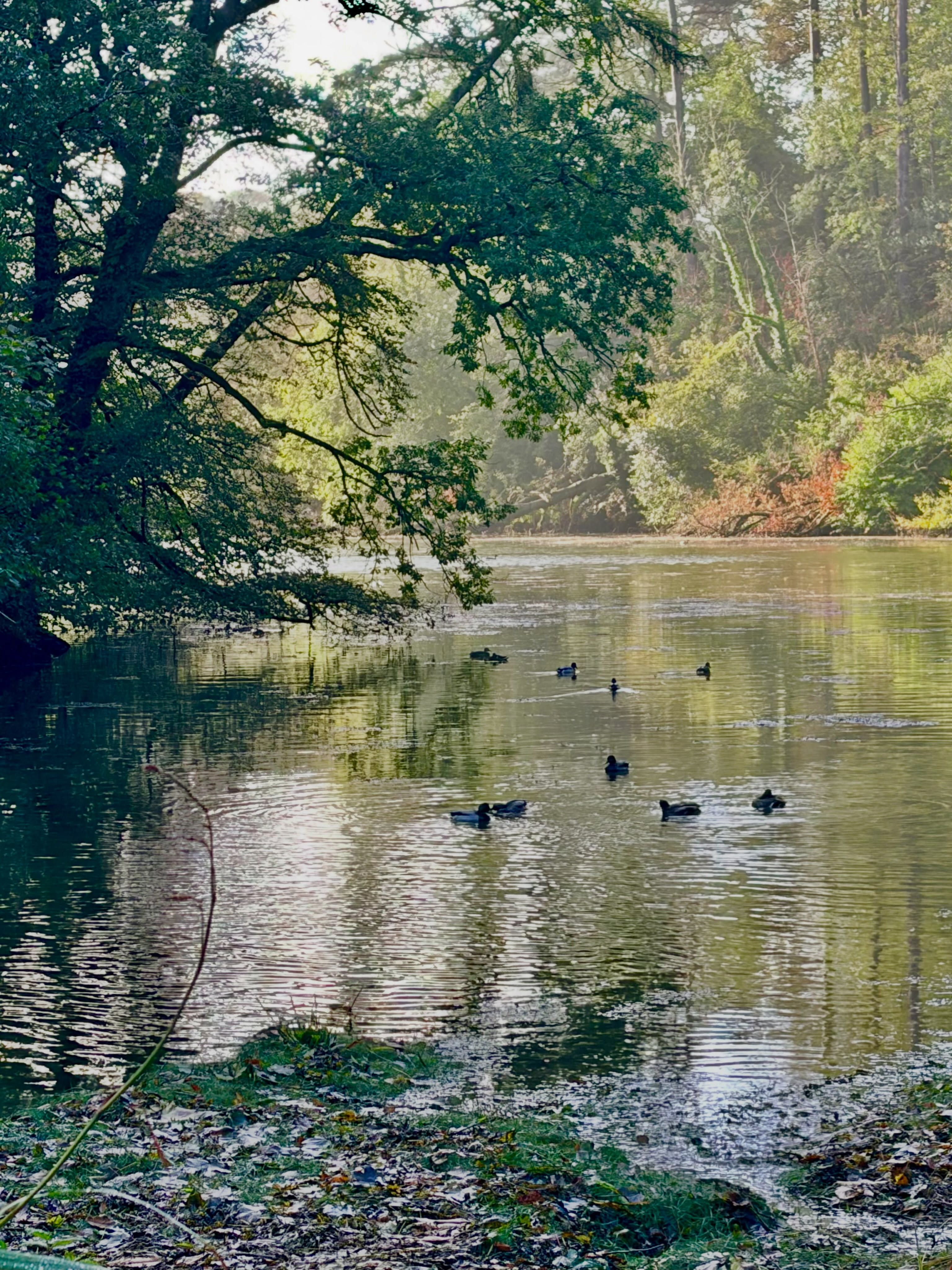 DUCKS ON A POND. Although these are ducks on a river. Another picture I took yesterday morning at Helford River. The song, Ducks on a Pond by The Incredible String Band, was one of the favourite songs of my youth. The ISB were from Edinburgh & unsung heroes of the 60’s. A massive influence on me. When Led Zeppelin were asked how did their band start? they replied, “we got a copy of ISB album, Hangman’s Beautiful Daughter, and followed the instructions” Although many struggle to recognise their fearless brilliance. I’m a lifelong fan.❤️