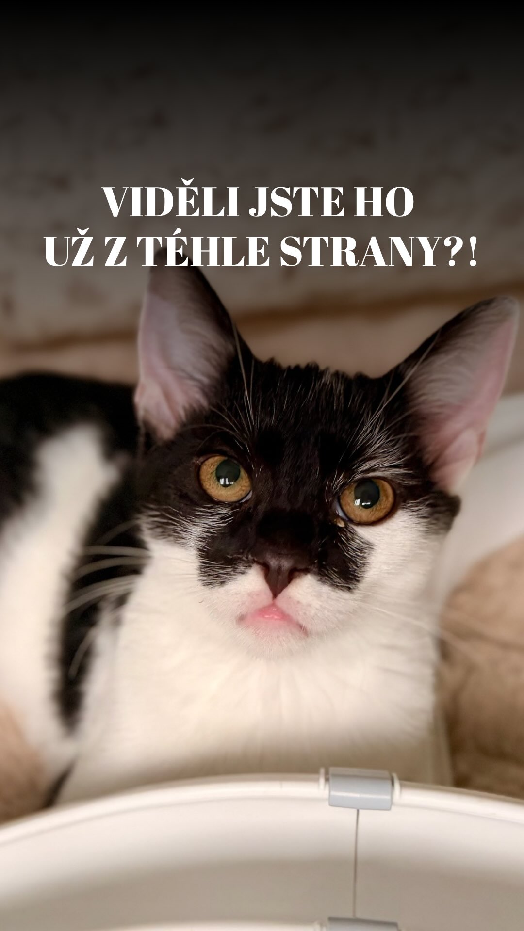 Detailní inspekce Čertíka! 🔍🖤
Abychom vám usnadnily rozhodování, natočily jsme Čertíka ze všech myslitelných úhlů. 🎬
Výsledek kontroly? ✨ G O R G E O U S ✨ z každého jednoho úhlu! 🖤
Tenhle černobílý elegán má prostě styl a chybí mu už jen jediné – vlastní rodina, u které by mohl tenhle svůj půvab předvádět každý den. 😻
Jaký domov byste mu přáli Vy? My jednoznačně ten nejlepší! 🤩
Terka ze Šklíby 🐾