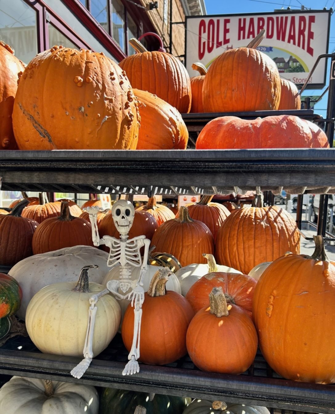 Pumpkins are here! Pick up any of these precious pumpkins from our pumpkin patch. 🎃
#rockridge #colevalley #russianhill #northbeach