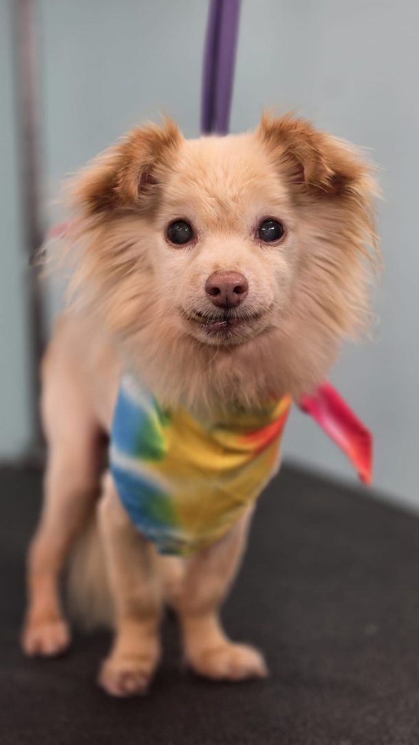 Have a senior pup who needs a little extra time and patience? We’ve got you. 💛🐾 Wedos is a sweet senior who always seems to find his puppy spirit during his spa days—and his adorable lion cut makes it even better! 🦁✨
We never rush a senior spa day. We take things at their pace and create a calm, comfortable experience so they can leave feeling refreshed, cared for, and like themselves again. If your senior deserves a more intentional grooming experience, book their next spa day with us.
#seniordog #seniordoggrooming #gentlegrooming #luxurydoggrooming #sanmarcostx