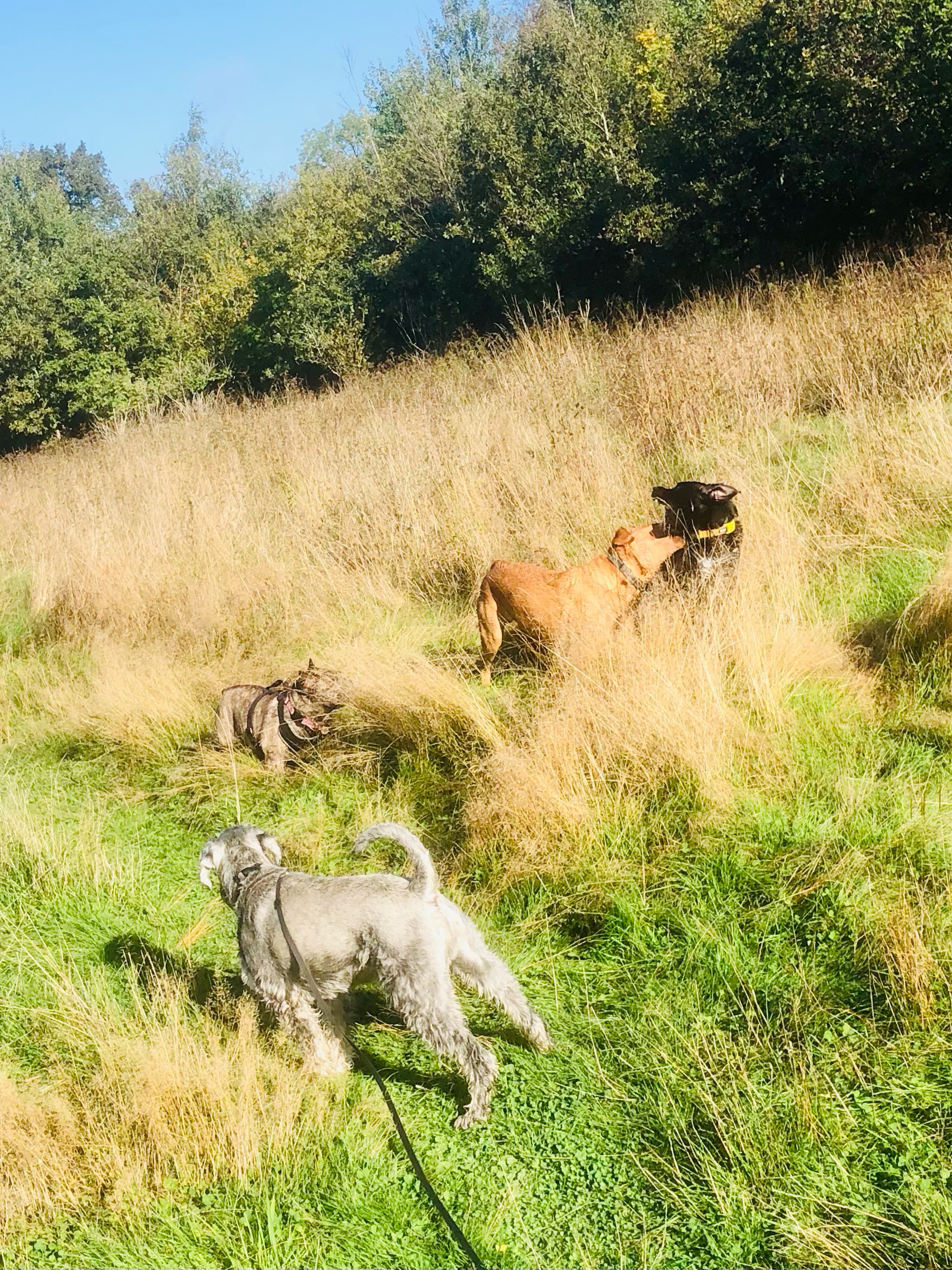 🤪🐾❤️
If your dog would like to have a walk with us then contact us at www.ardendogwalking.co.uk and check out our half-day experience.
#ullenhall #tanworthinarden #hockleyheath #henleyinarden #dog