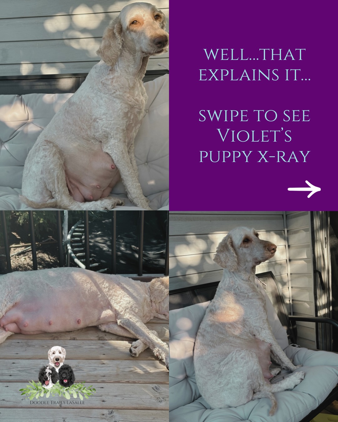 Well… THAT explains the belly! 😂💕
We finally got Violet’s puppy count X-ray, and now we know roughly how many little Doodle Trails babies she’s been hiding in there! 🐶🐾
She is officially in the “please stop asking me to move, I’m growing puppies” stage, and who can blame her.
We want to know what YOU guessed! 👀
Drop your puppy count guess in the comments before you peek at the X-ray and then reply to your comment if you change your mind ⬇️
Will she hold out to the 6th or do you think we will be meeting these sweet babes a little earlier?