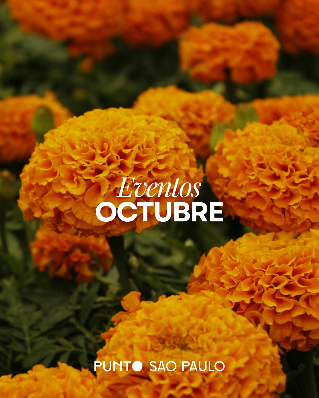 Octubre tiene un encanto único y queremos compartirlo contigo. Preparamos una agenda especial para celebrar la temporada. 🍁
Guarda este post y reserva tu lugar por DM. 💬
Nos vemos en Punto Sao Paulo. 🍃✨
