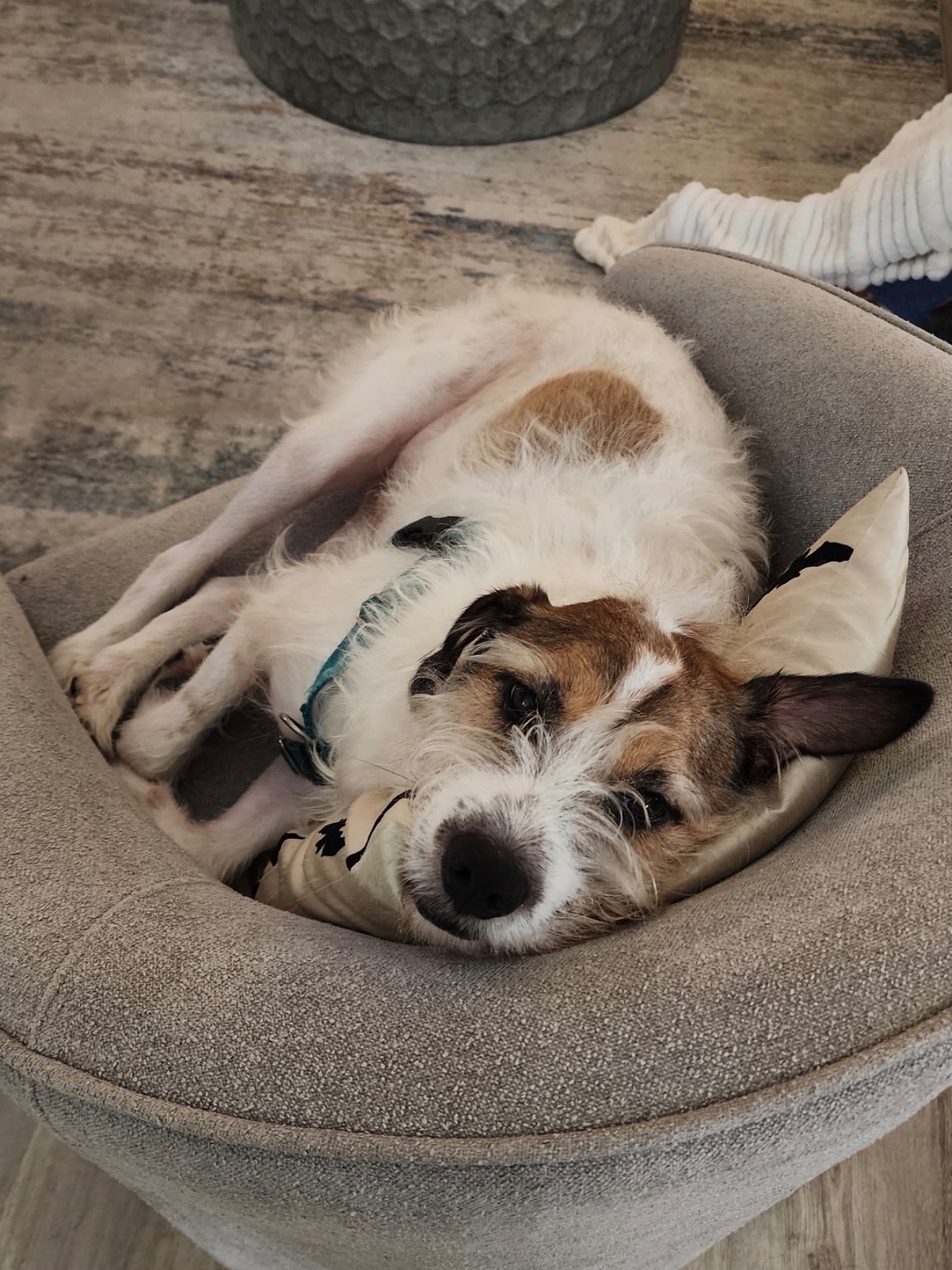 Juice, a 35lb Jack Russel mix (mixed with some medium breed), is available for adoption. He wrote something up and asked his foster mom to share it with us:
Hi! I’m Juice (AKA: Fuzz Face)! I’ve been with my foster mom and dad for about a month now. I was a little shy at first, but with the 5 other dogs around here, life sure has been fun. I’m about 3 years old, and although I like to run, play, and go on long walks, I am perfectly content snuggled up on the couch. Sometimes I get extra lovey and try to climb into my foster mom’s lap when she lets me. We have 3 smaller animals running around here; I think they call them cats. They are funny-looking, and I don’t pay them much mind unless I am trying to see if there is anything left in their food bowls.
Mom says I am close to perfect, except for being a messy drinker with my fu manchu facial hair. Foster Mom finds it cute; foster dad, not so much. I’m scruffy, scrappy, and ready to find my forever home. I hope you will consider me, as I have a lot of love to give. Come meet me, I know you will be smitten.
Apply to adopt him here:
https://www.shelterluv.com/matchme/adopt/MMFL/Dog
#jupiter #stuart #portstlucie