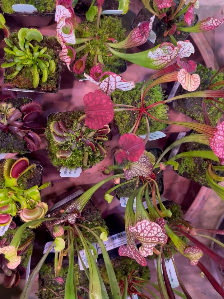 Carnivorous Restock!
Swing by to view our inventory while they last.