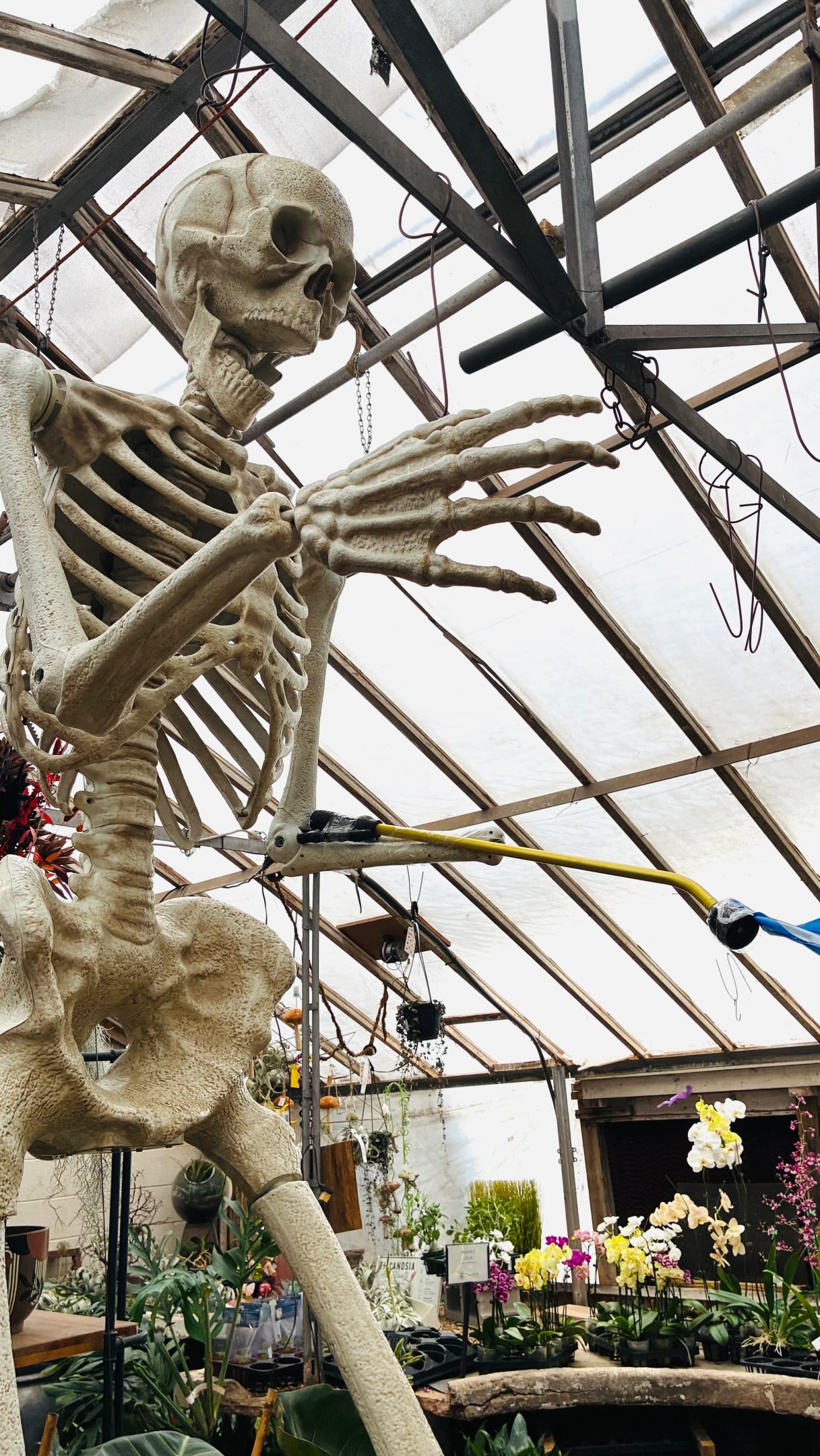 Nothing to see here… just a giant skeleton keeping tabs on your plant choices. 💀🌿
Spooky season has officially entered the chat at Calvert’s, and honestly, we’re leaning all the way in. Come shop the greenhouse and say hi to our newest very tall, very quiet supervisor. 👀
#Calverts #SpookySeason #HalloweenDecor #okcplants