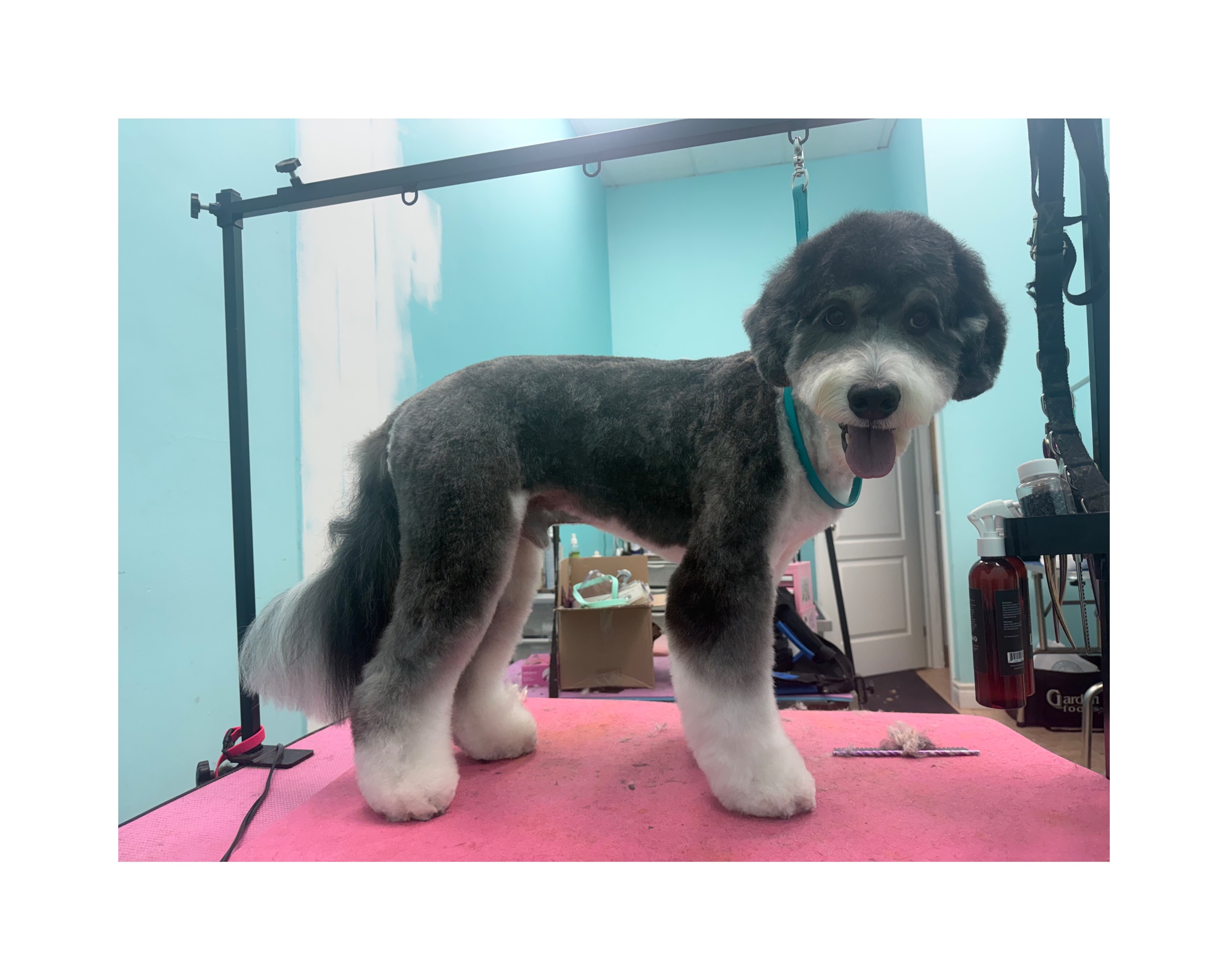 Bruno showing off his fresh groom! 🐾 A neat trim, fluffy ears, and those signature white paws. ✂️
#DiamondInTheRuffDogGroomers #Hamont #DogGrooming #SupportWomenInBusiness #HamontBusiness